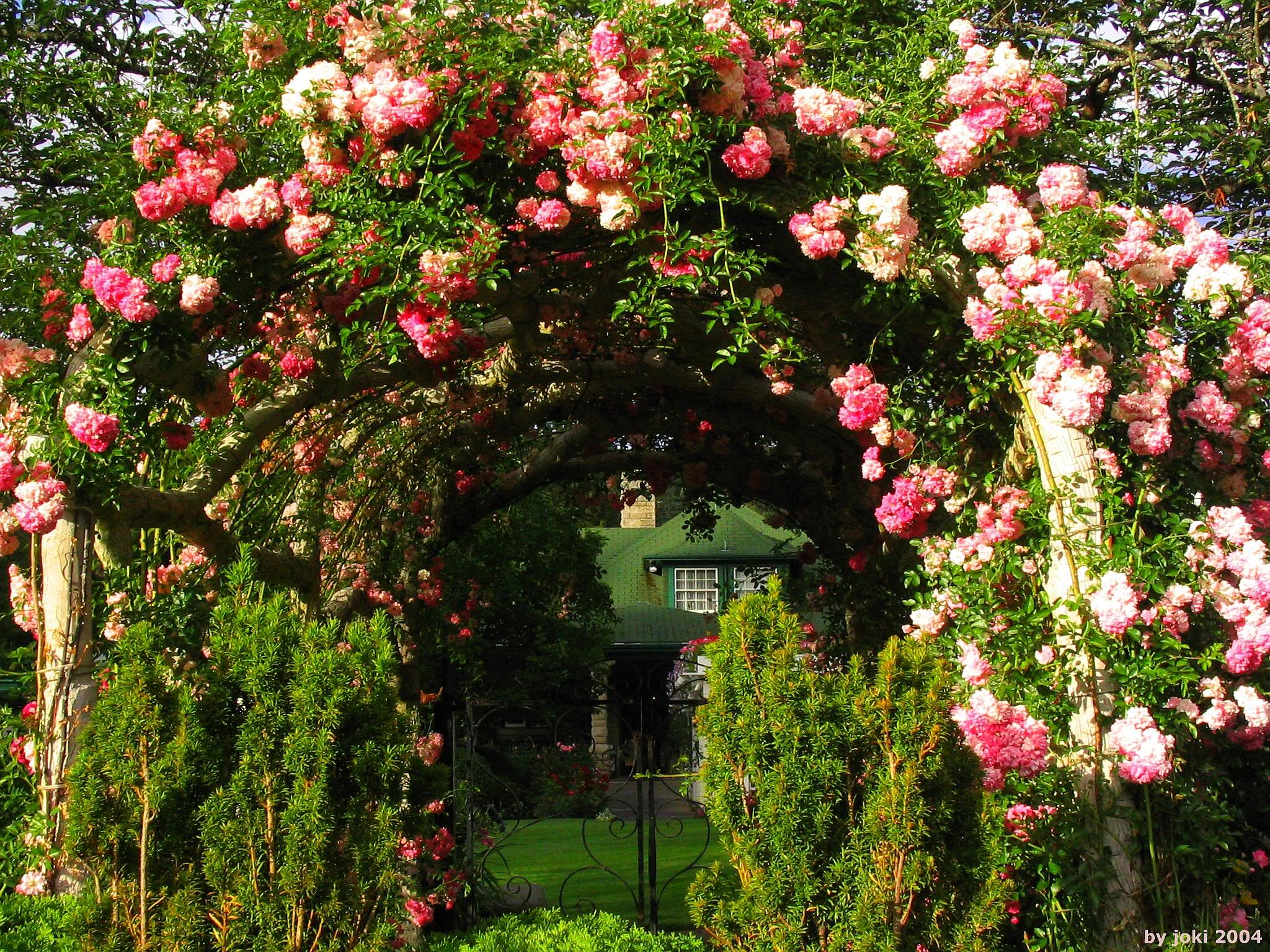 Free Rose Garden Wallpaper Mobile