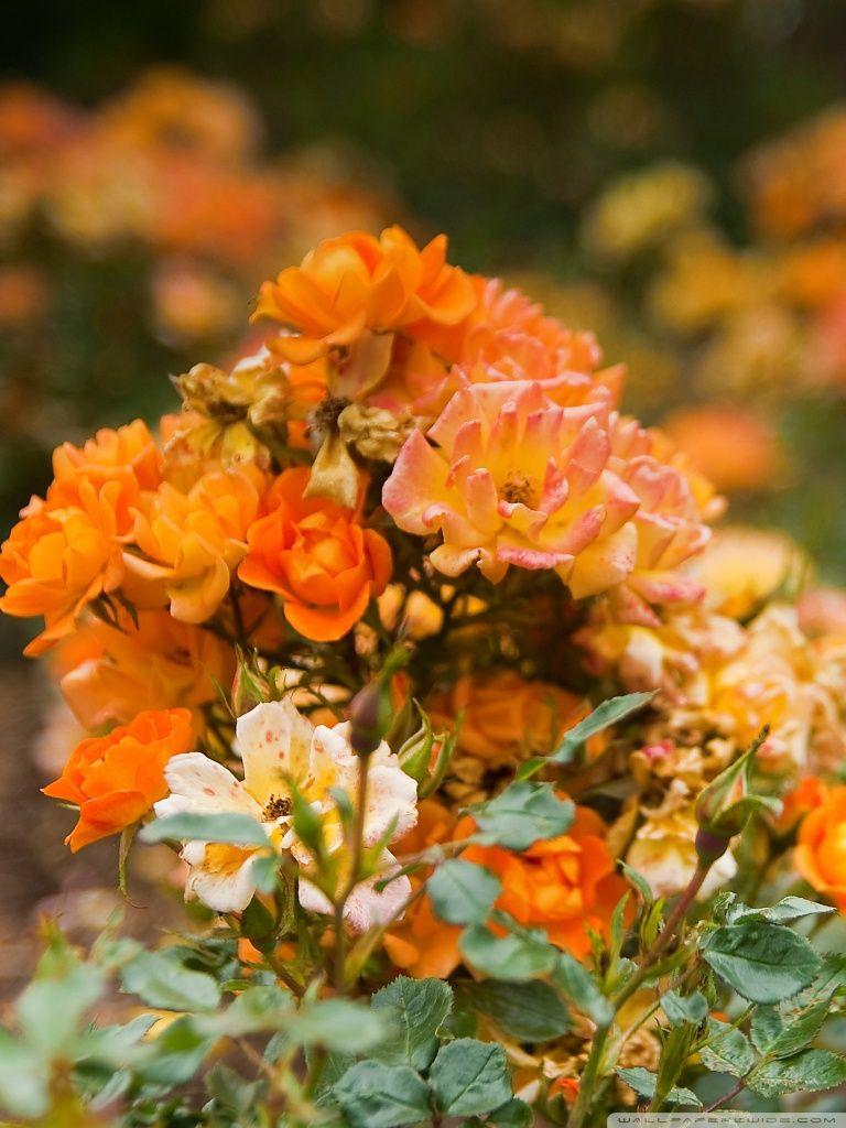 Orange Rose Garden ❤ 4K HD Desktop Wallpaper for 4K Ultra HD TV
