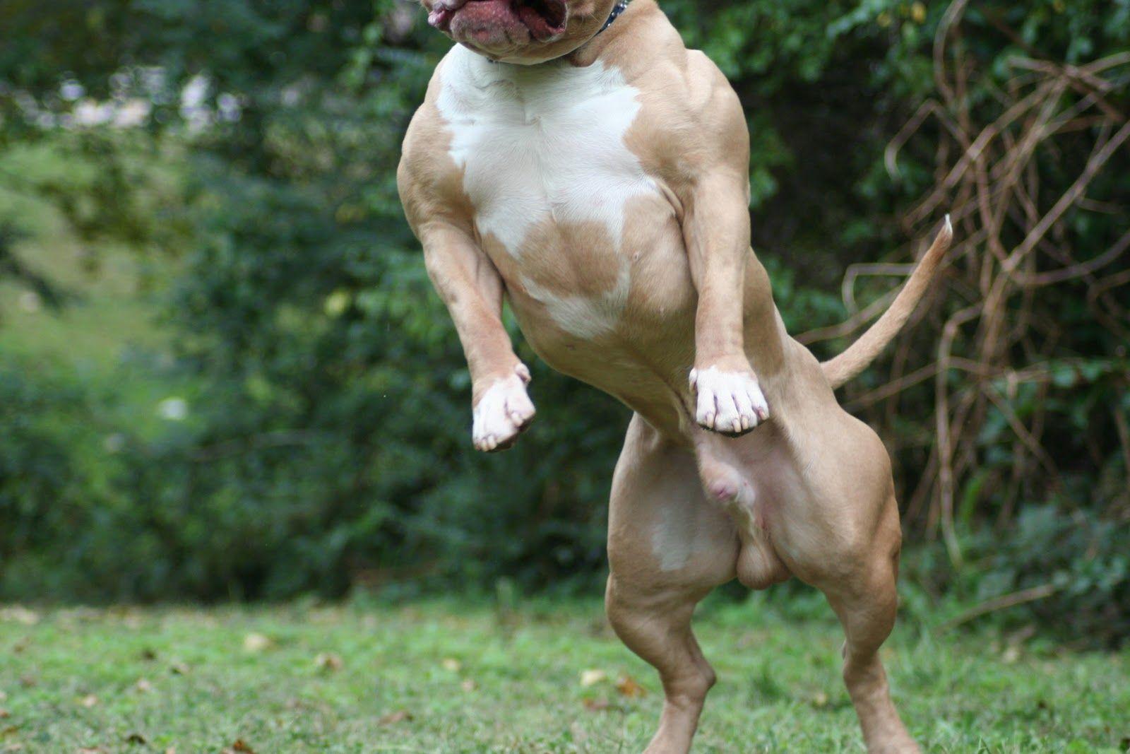 Pics Of Pitbull Dogs