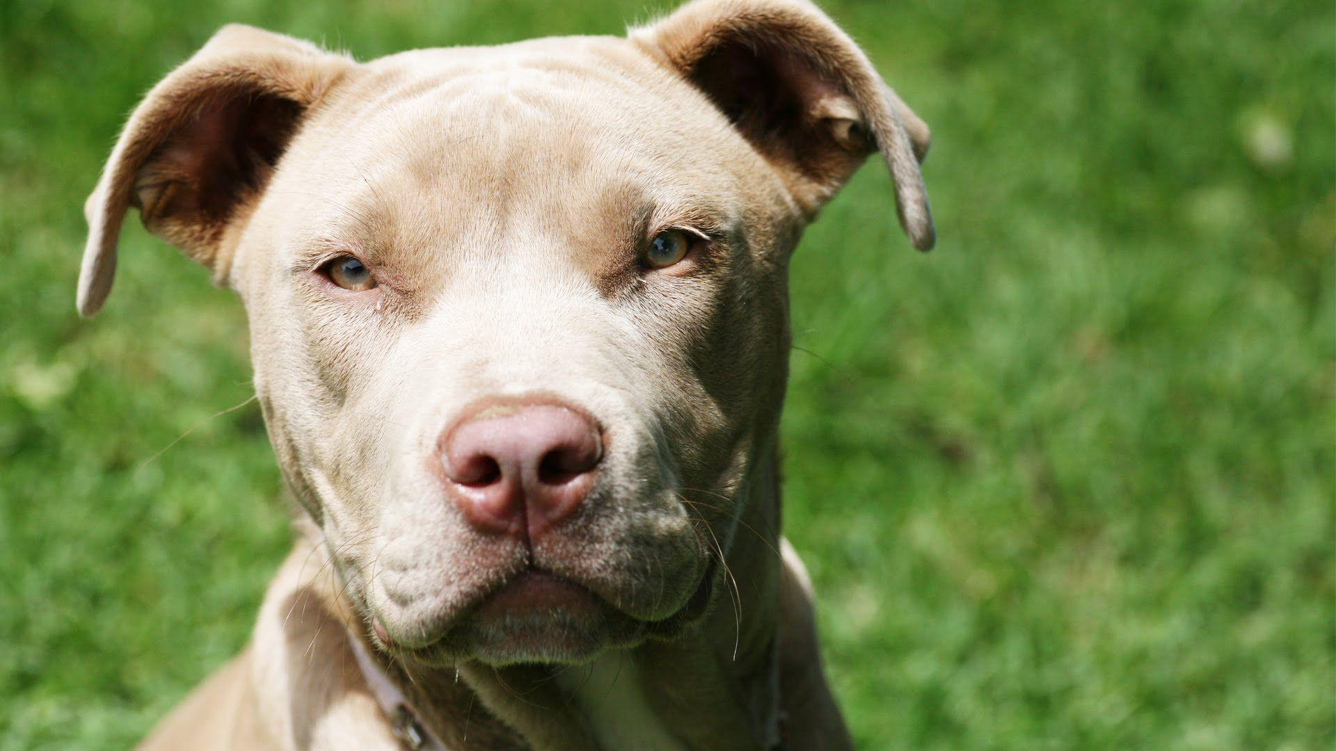 Pit bull Dog Wallpaper, Picture, Image