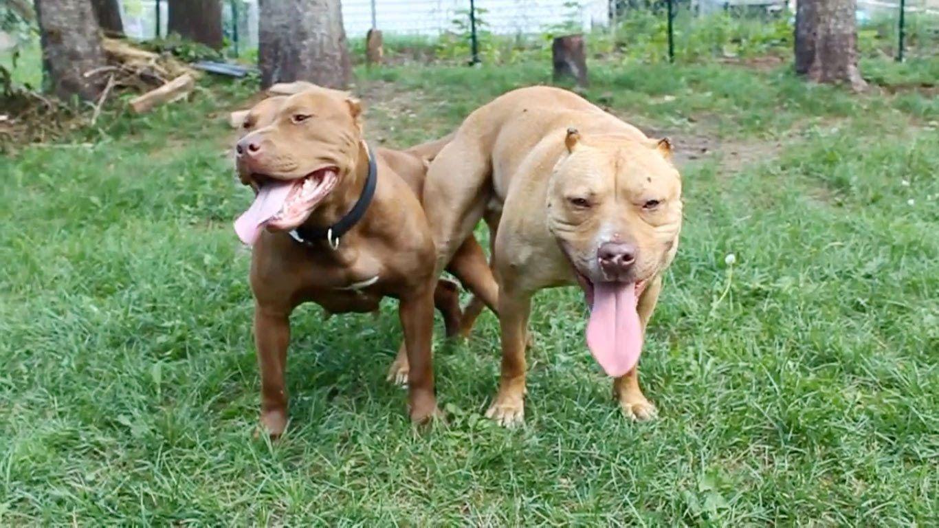 Pitbull Dog Mating (Pitbulls Breeding)