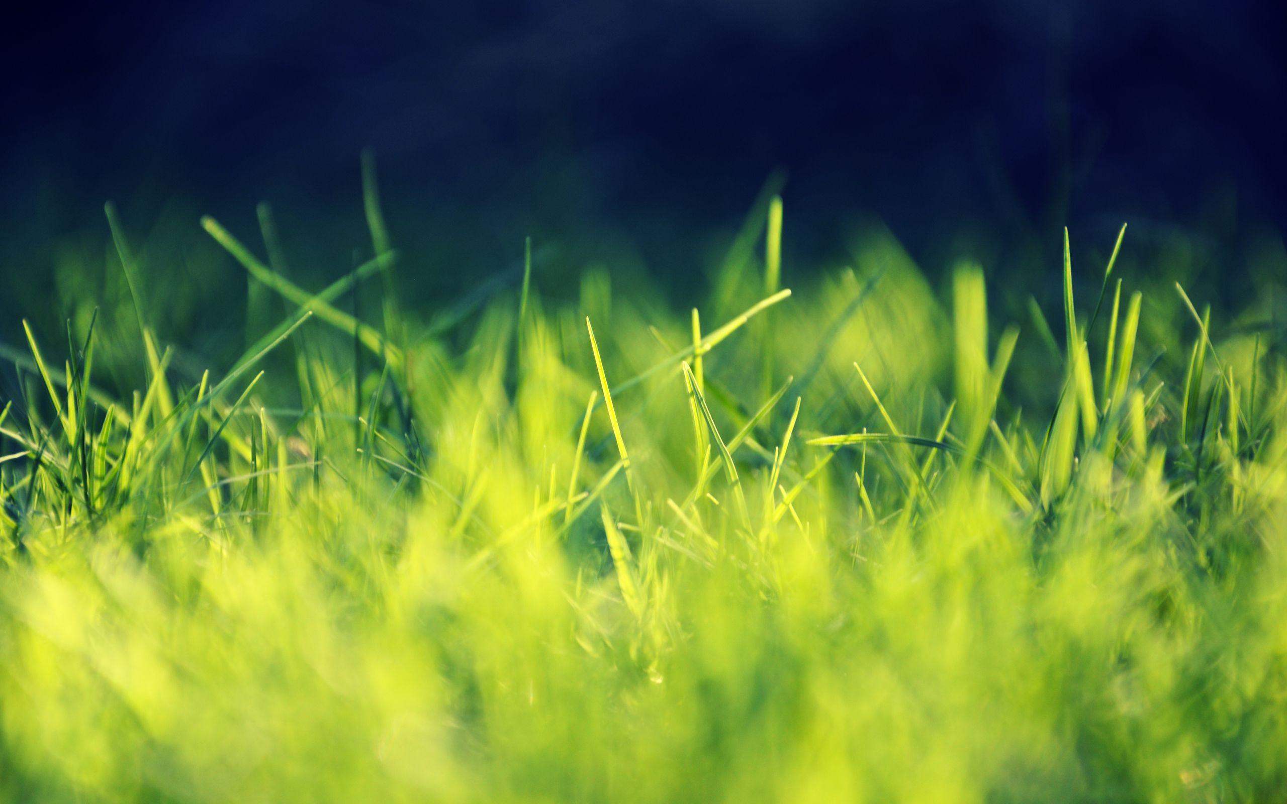 Wallpaper Green grass, Garden, Macro, HD, Nature