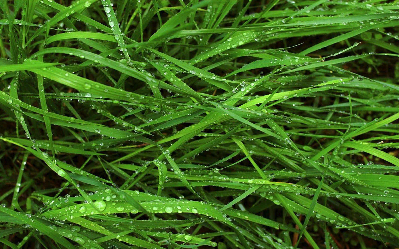 Grass Wallpapers - Wallpaper Cave Grass Wallpapers - Wallpaper Cave