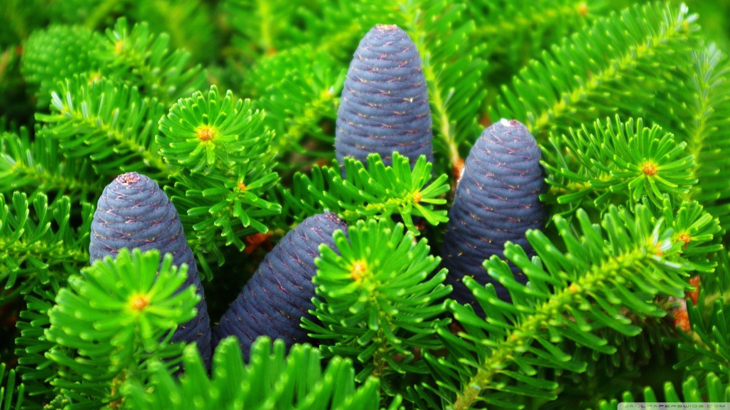 Pine Cones Nature Forests Amazon Forest Wallpaper Forest for HD