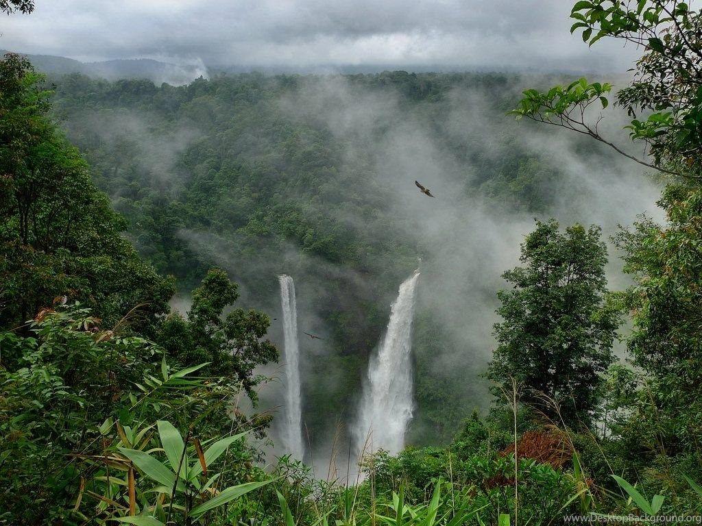 Amazon Forest Natural Rainforest Wallpaper Desktop Background
