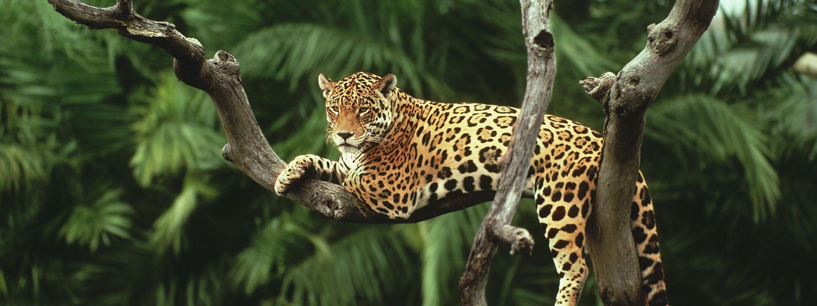 Animals & Birds Jaguar in Amazon Rainforest wallpaper Desktop