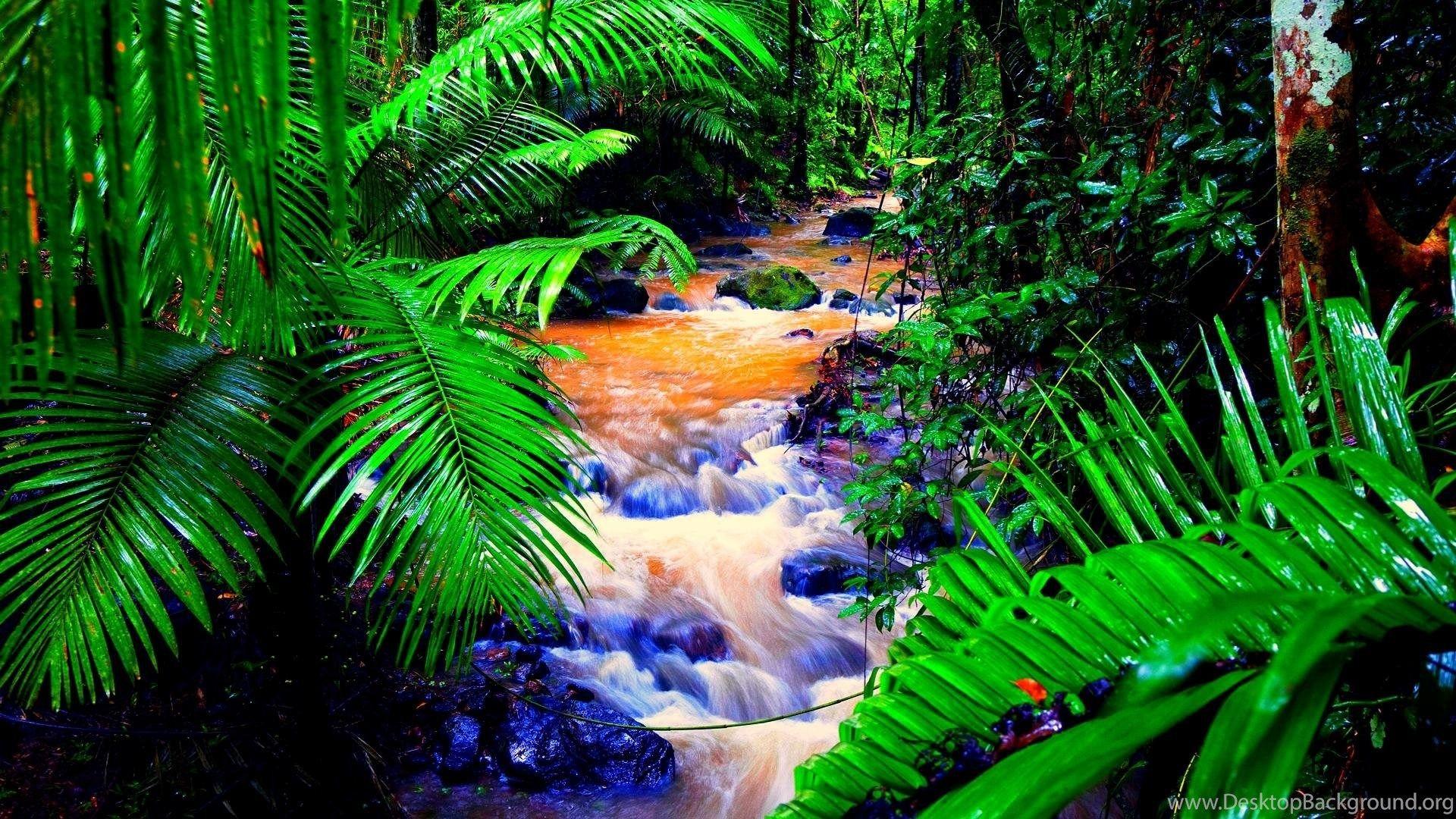 Amazon Rainforest Wallpaper Desktop Background