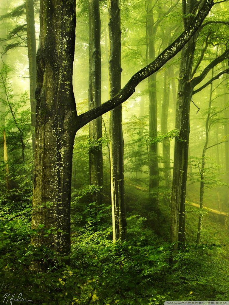 Beautiful Green Forest Ultra HD Desktop Background Wallpaper