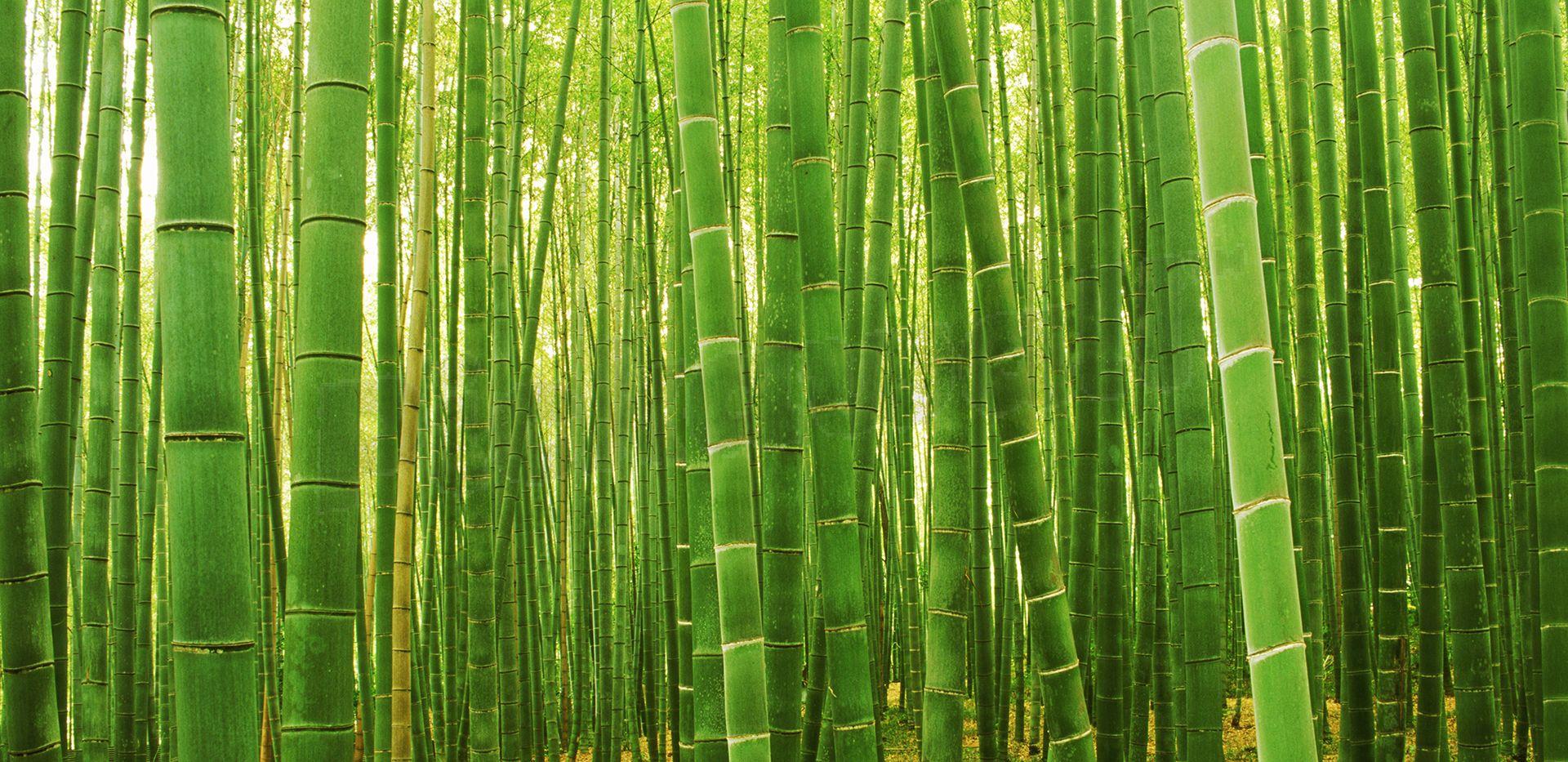 Sagano Bamboo Forest Wallpaper