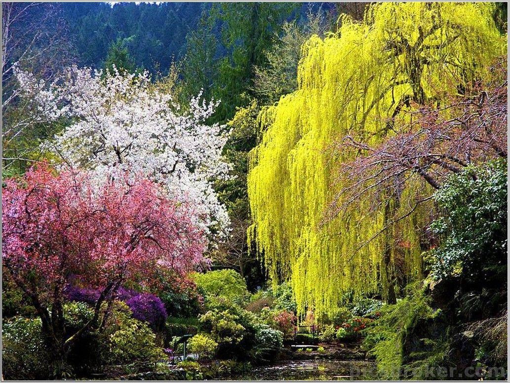 Colors Shapes Blossoms Trees Spring Joyce Sherwin Amazon Forest
