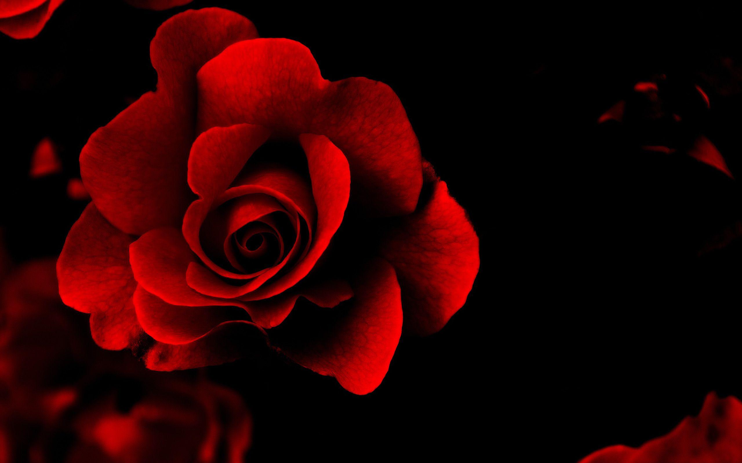 Red And Black Love Wallpapers - Wallpaper Cave