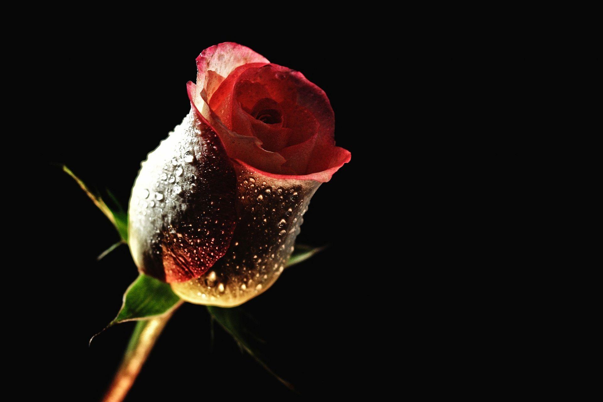 Full HD For Hoontoidly Rose Love Wallpaper Good Night Red With Black