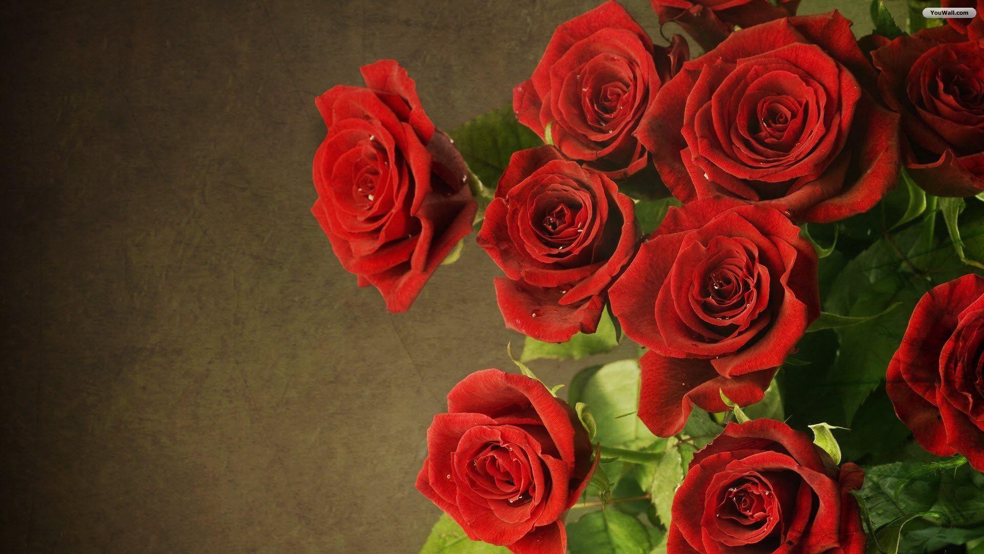 Red Rose Wallpaper Free Download. Stock Flower Image