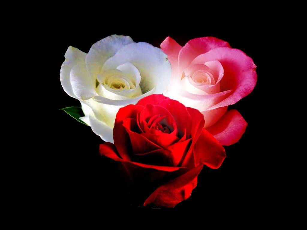 Flower: Roses White Rose Pink Red Flower Wallpaper
