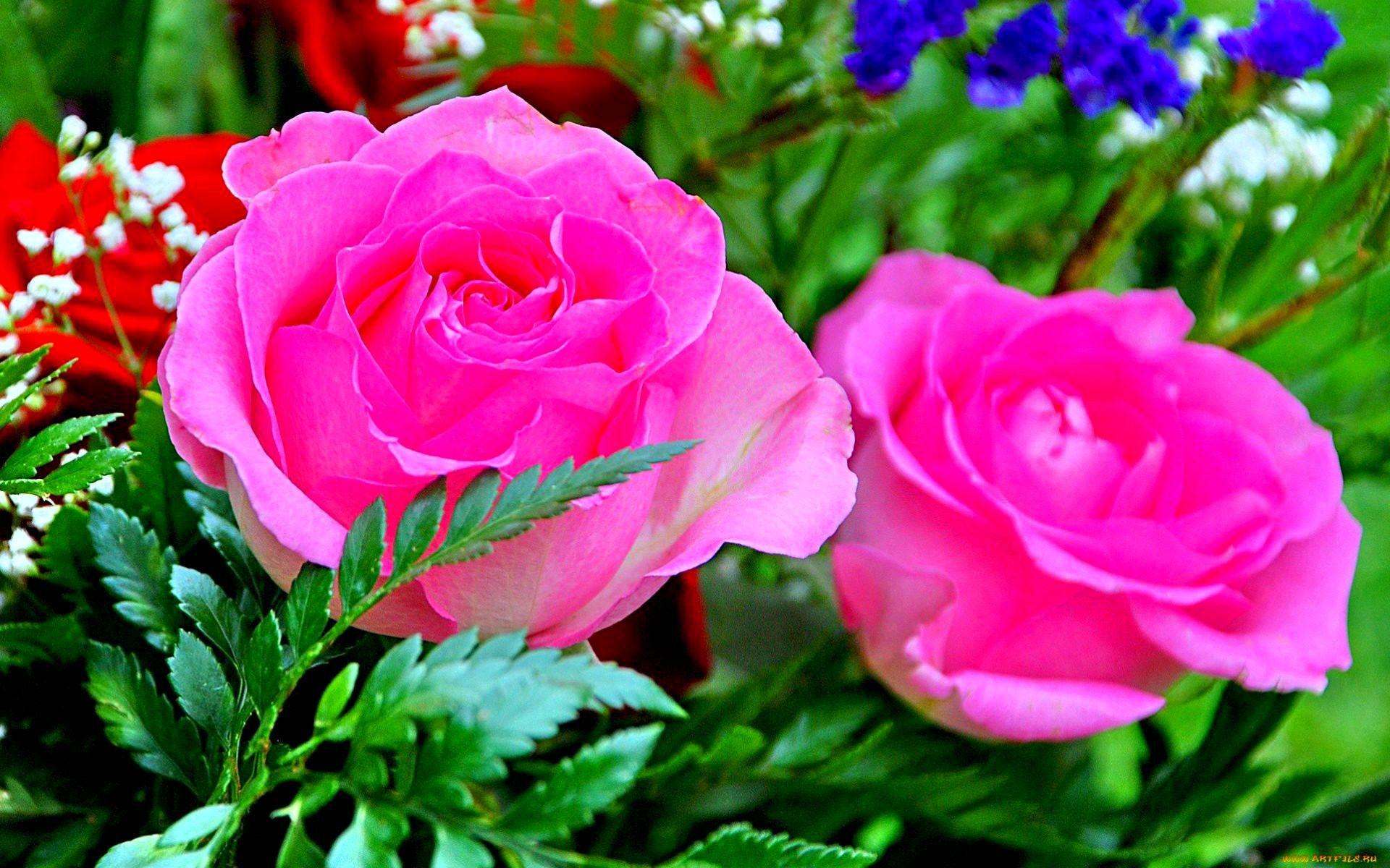 Flower: Pink Rose Flowers Blooms Flower Wallpaper HD For Desktop