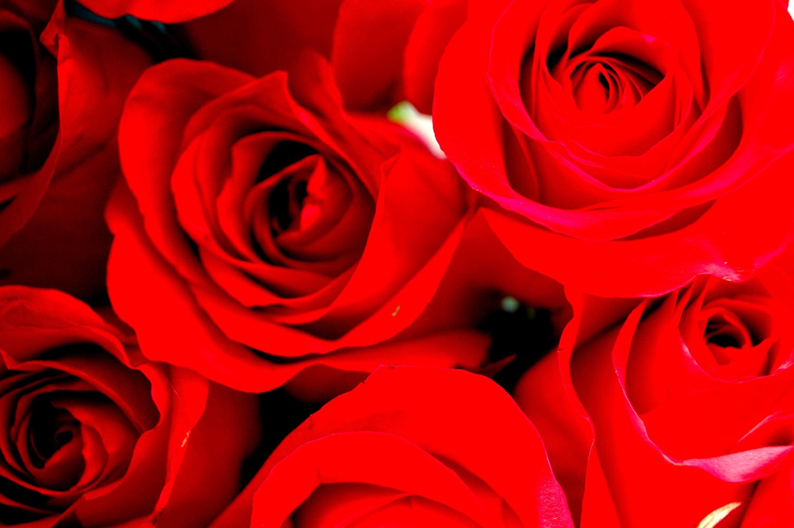 Flower: Rose Flowers Red Roses Flower Desktop Wallpaper 3D HD 16:9