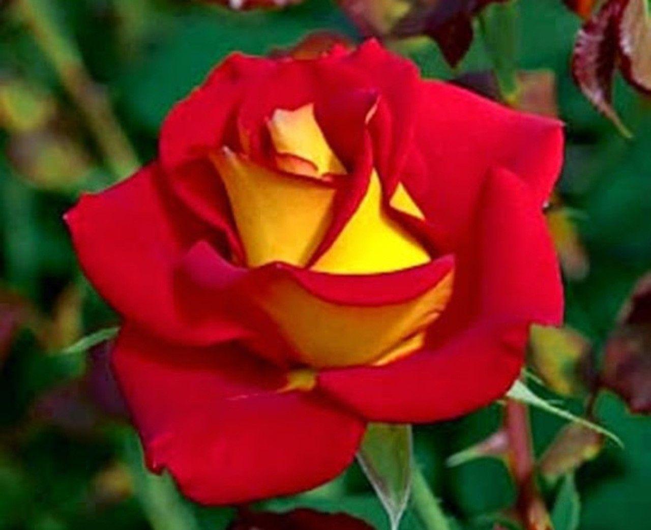 Flower: Lovely Red Rose Flowers Petals Nature Beautiful 3D Flower