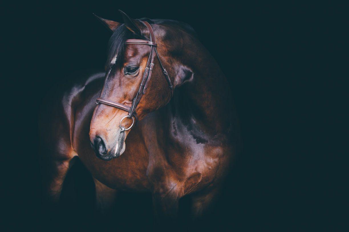 HD] How To: Take and Edit Black Background Portraits [Equine