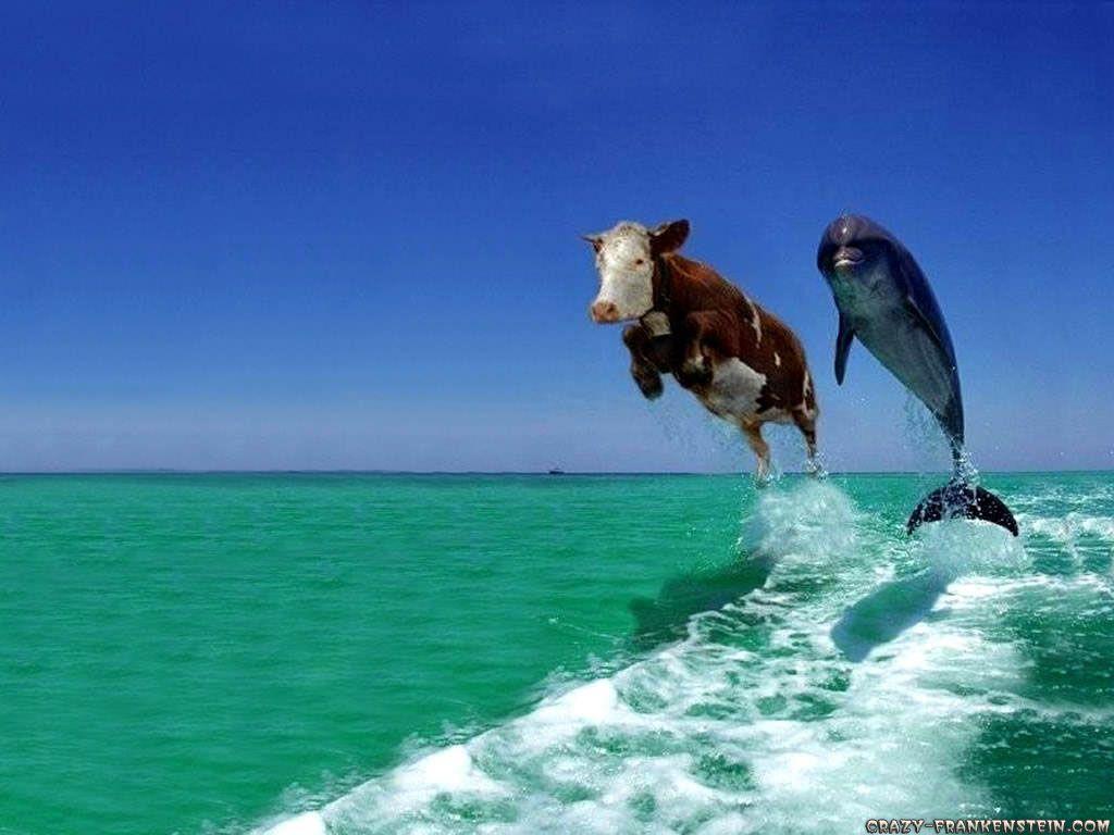 Cow And Dolphin Fake Comedy Funny 105123 Wallpaper wallpaper