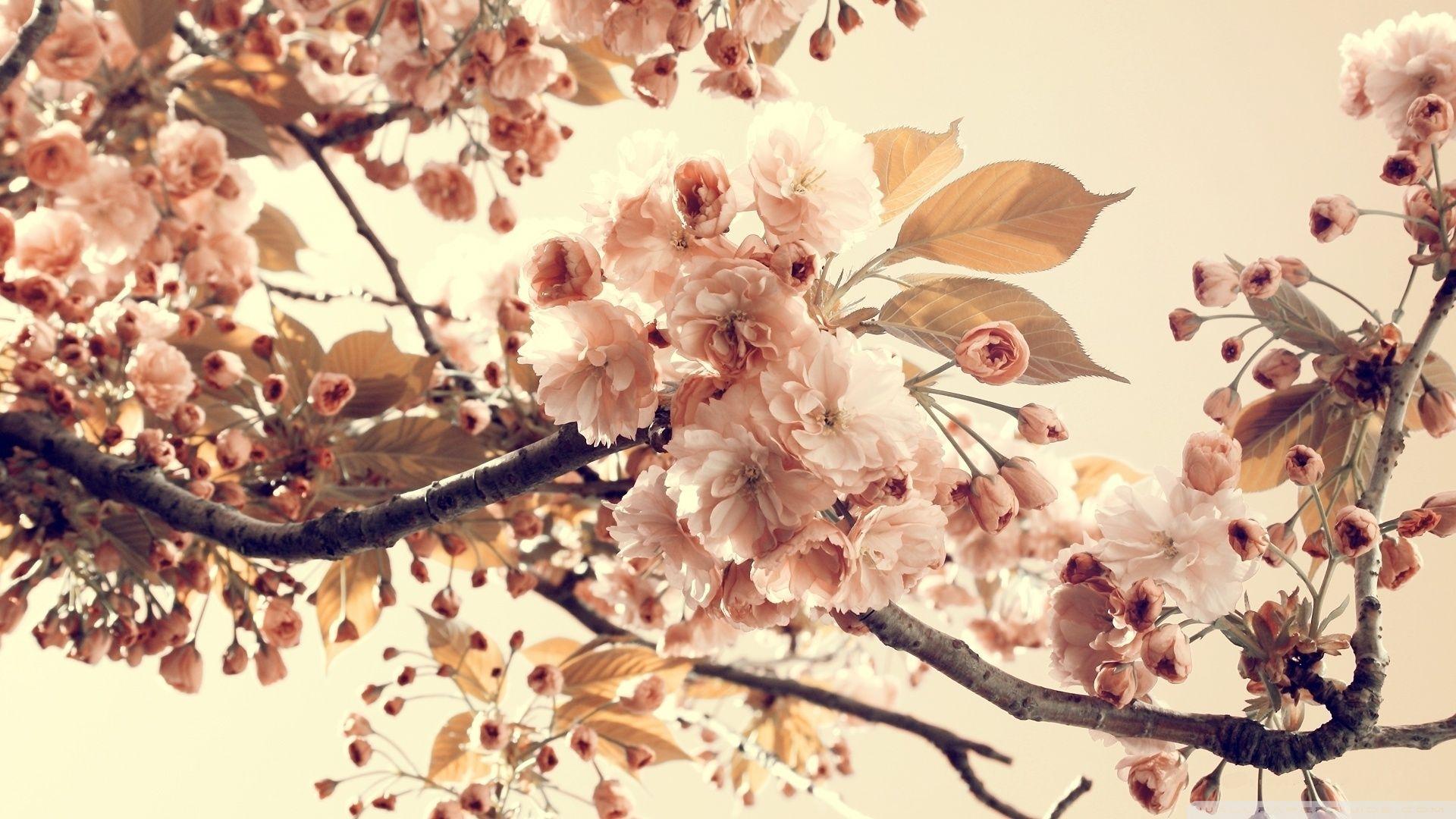Tree Flowers Sepia ❤ 4K HD Desktop Wallpaper for 4K Ultra HD TV