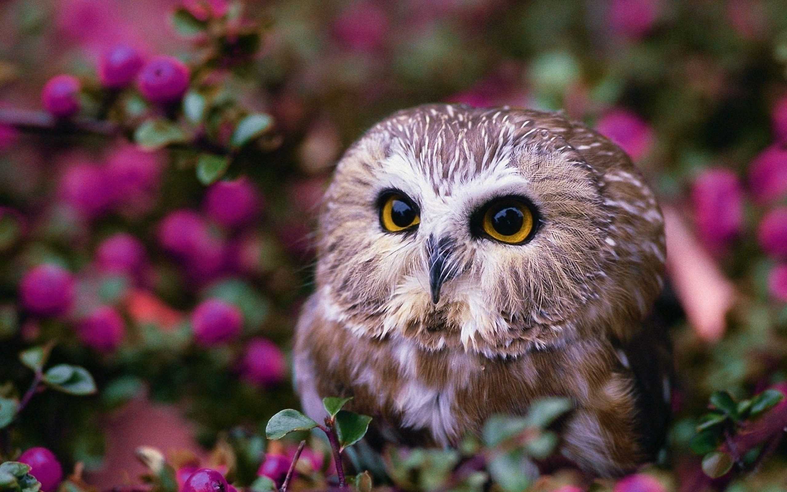 Cute Owl Wallpaper Qimplink 1080p
