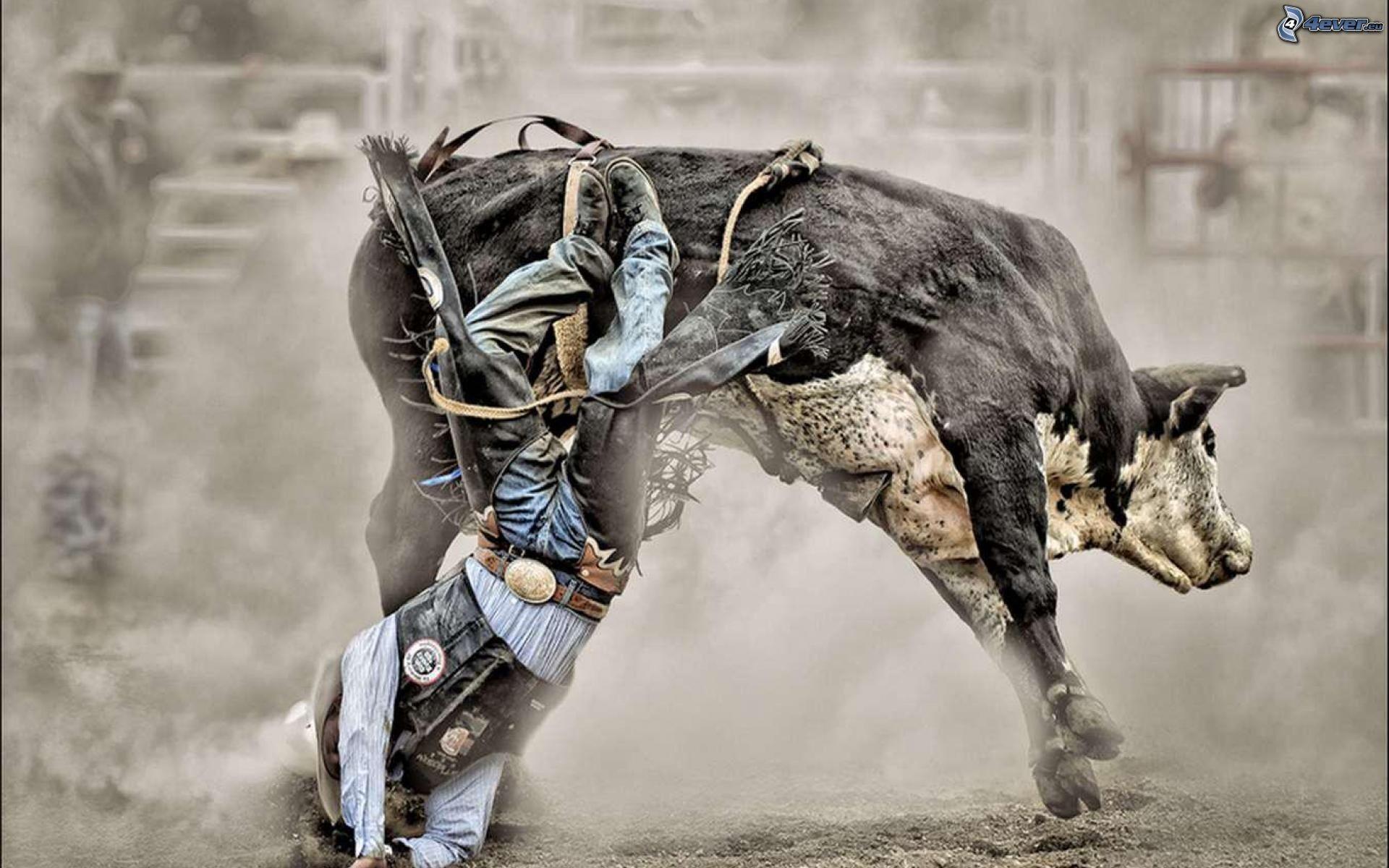 Bull Riding Wallpapers ·①
