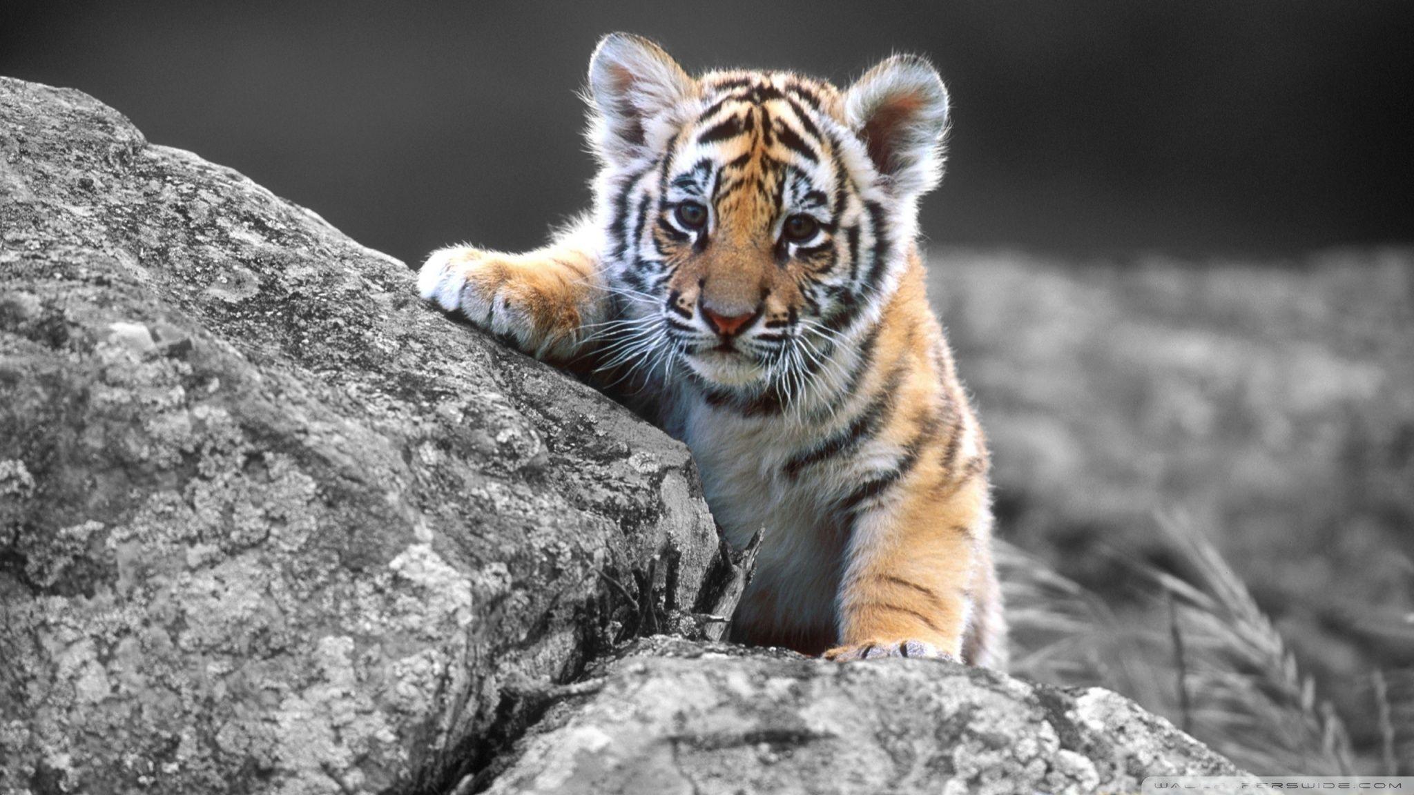 Cute Tiger Cub ❤ 4K HD Desktop Wallpaper for 4K Ultra HD TV