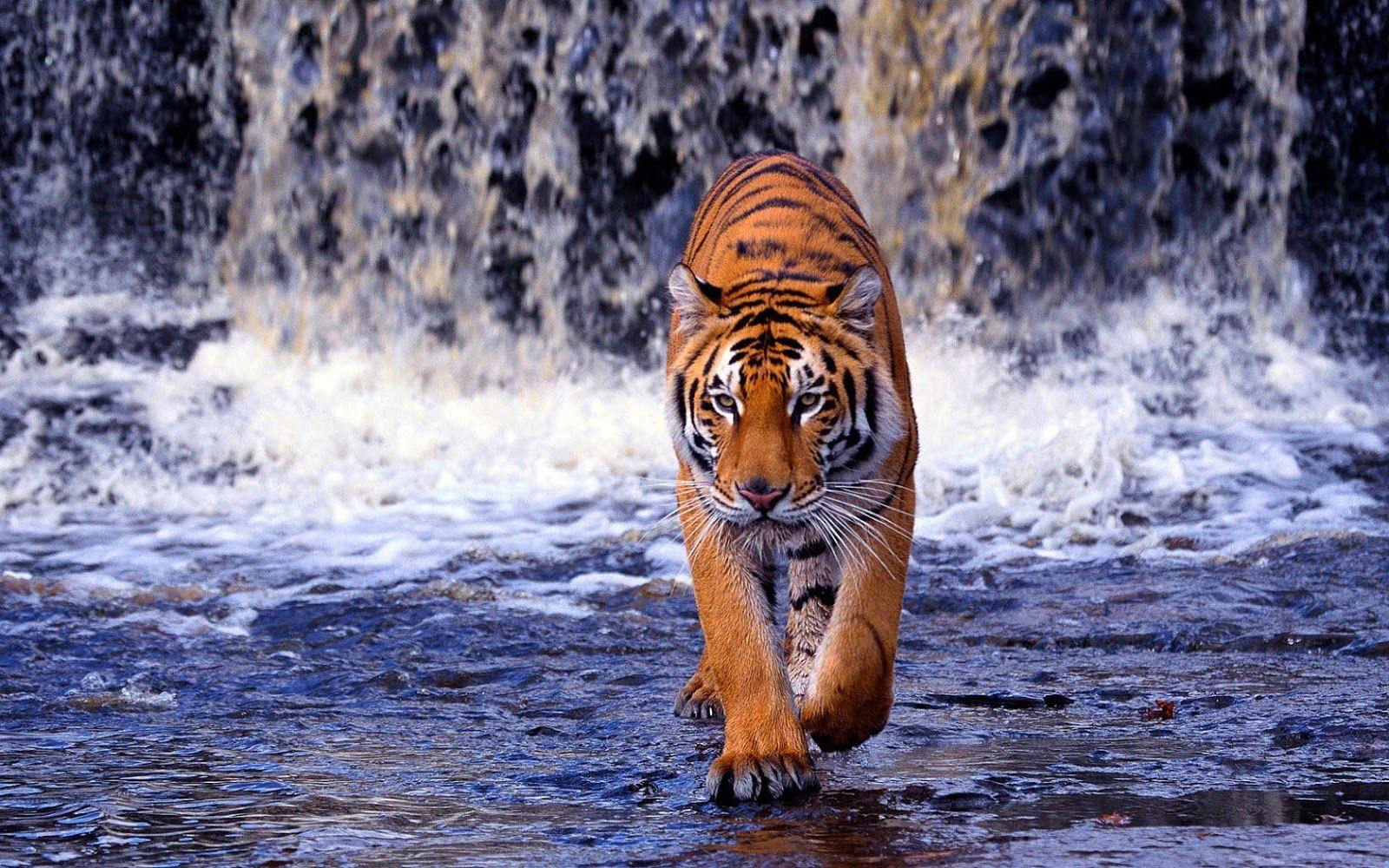 Tiger Wallpaper, Waterfall Wallpaper. HD Wallpaper Top