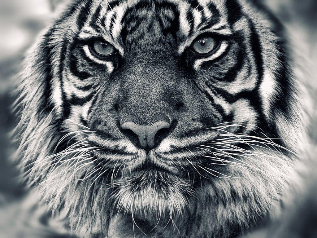 Tiger Wallpaper HD