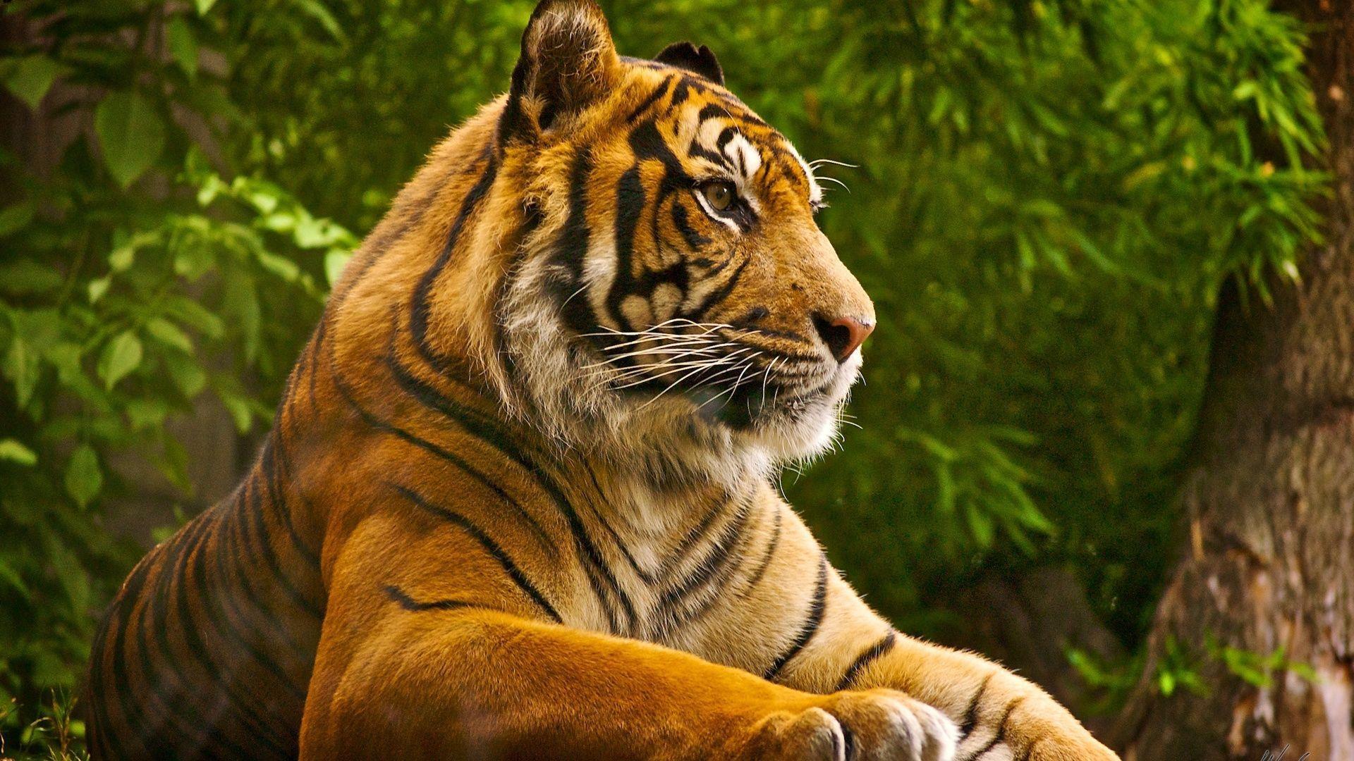 Tiger HD Wallpaper 1920x1080
