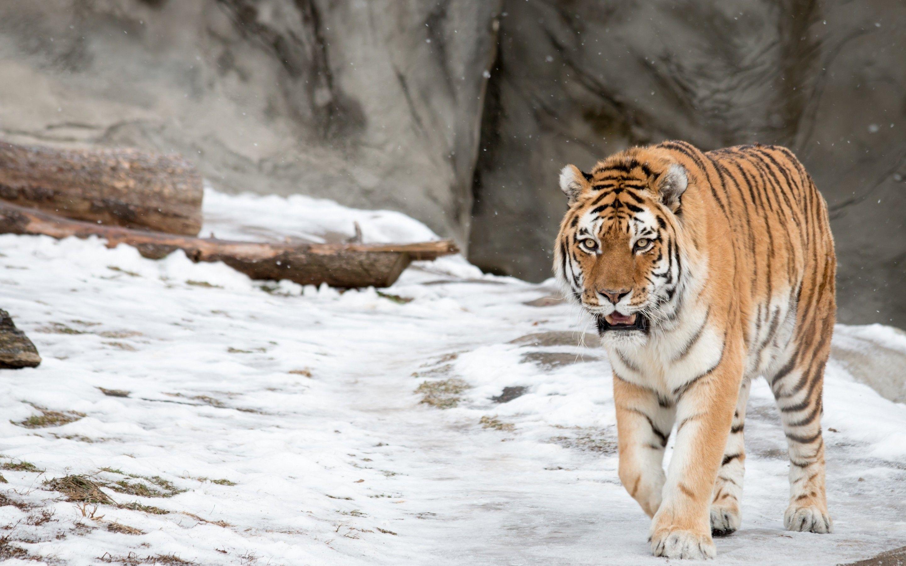 Wallpaper Siberian Tiger, Amur Tiger, HD, Animals