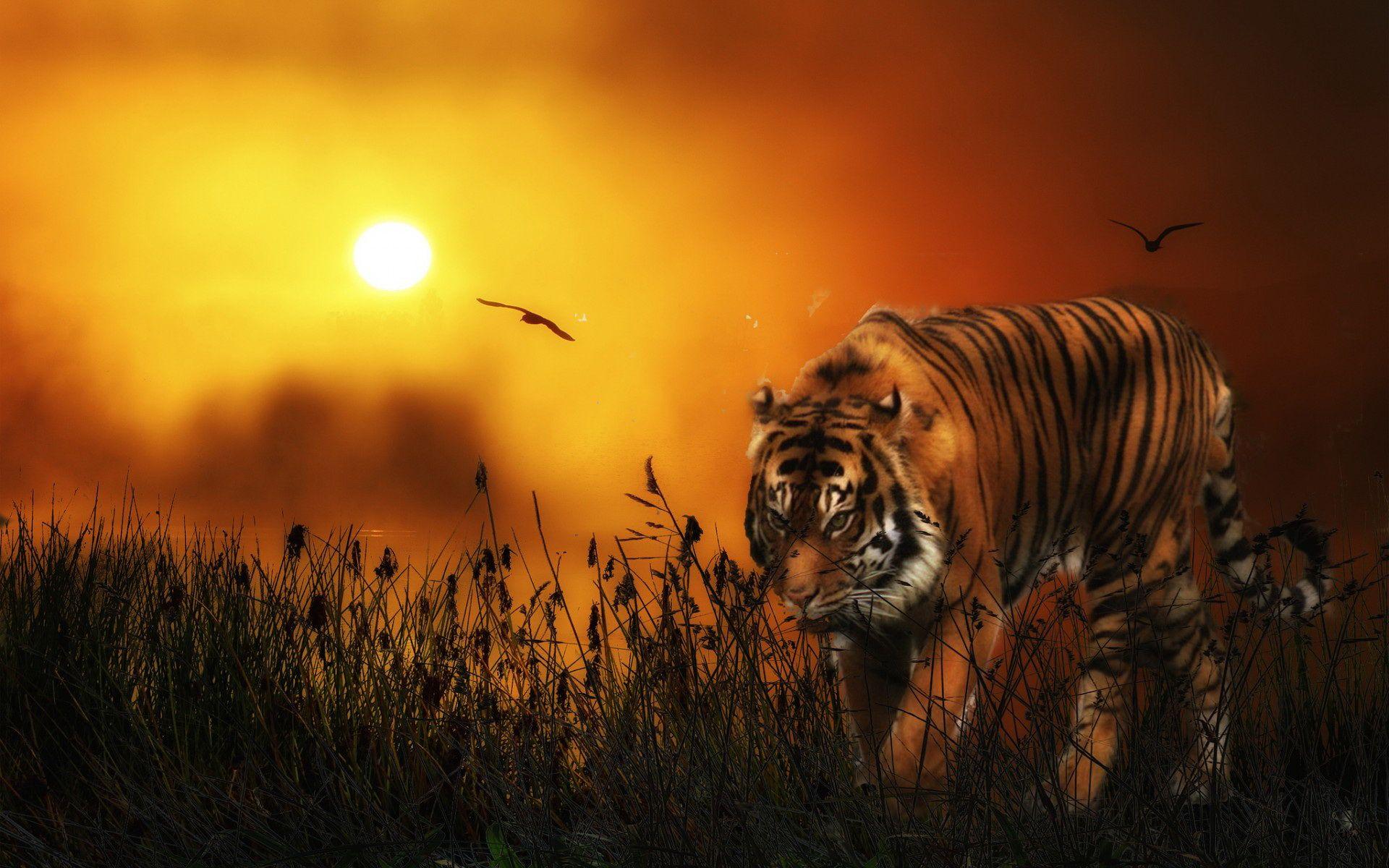 Tiger Wallpaper, HD Wallpaper