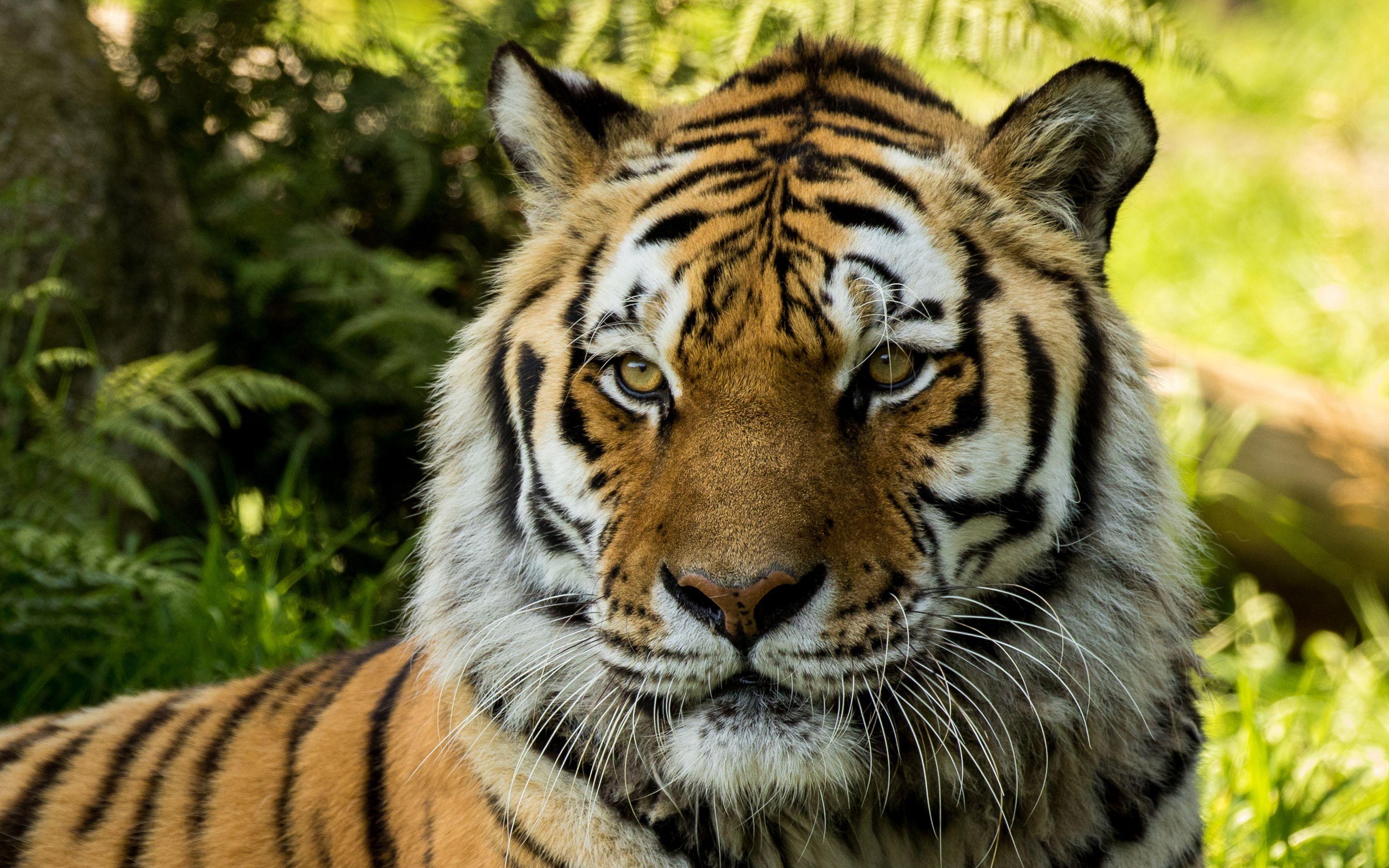 Tigers, Cheetahs, Leopards Wallpaper & HD Desktop Background