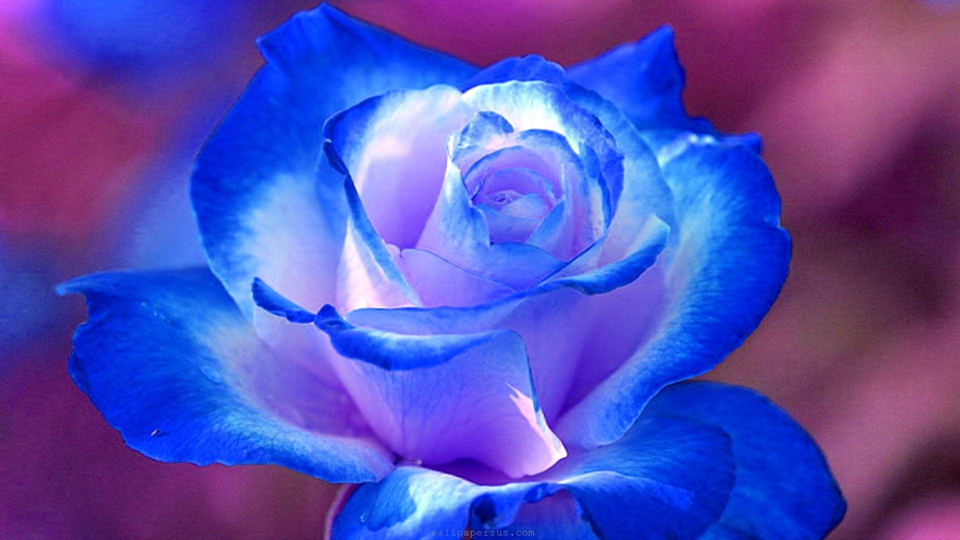 Flowers: Blue Nature Love Beauty Rose Flowers Flower Crocuses HD