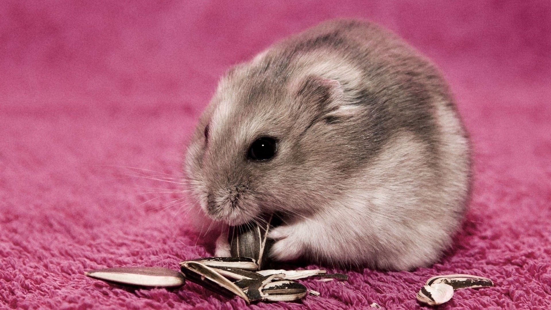 Wallpaper 1400×1050 Hamster Background (40 Wallpaper). Adorable