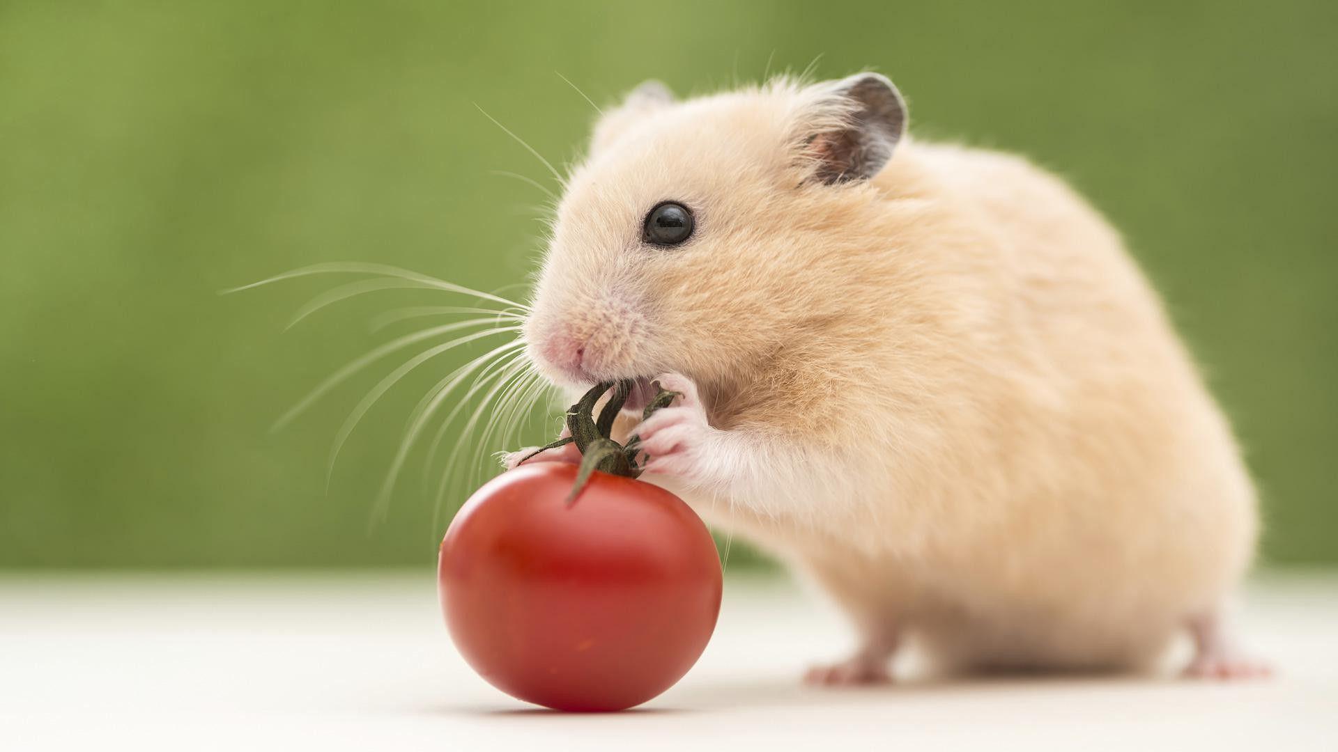 Hamster Full HD Wallpaper