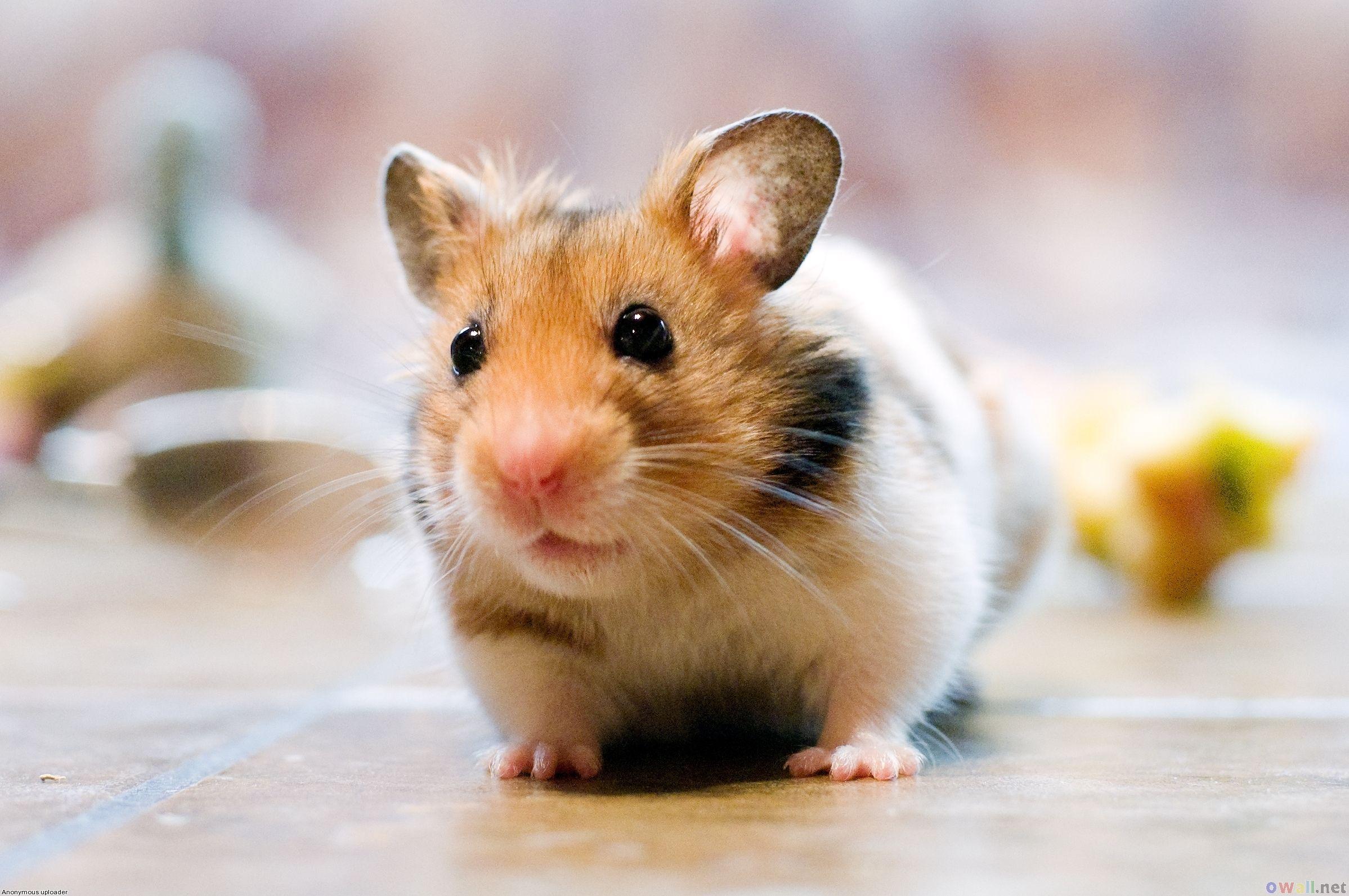 Hamster Wallpaper Free HD wallpaper