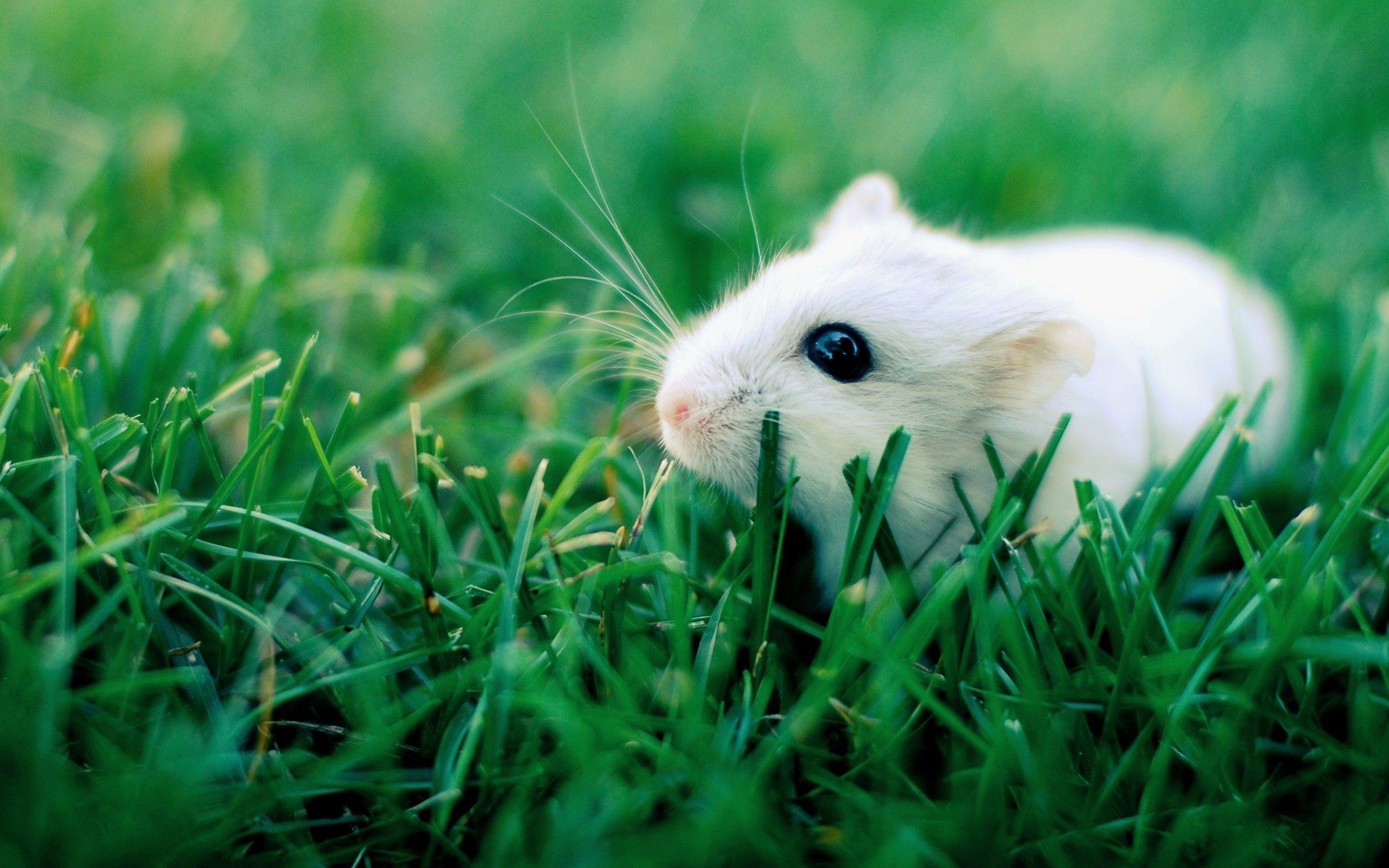 Cute Hamster Wallpaper