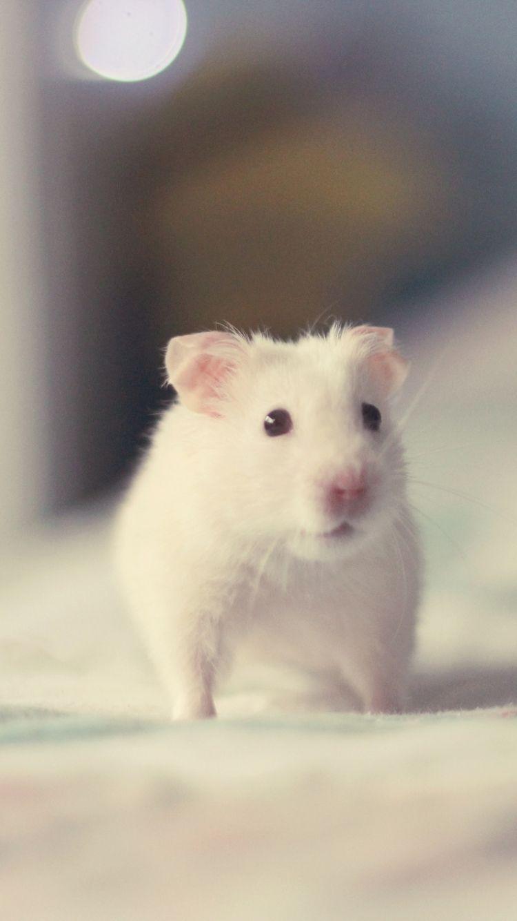 Animal Hamster (750x1334) Wallpaper