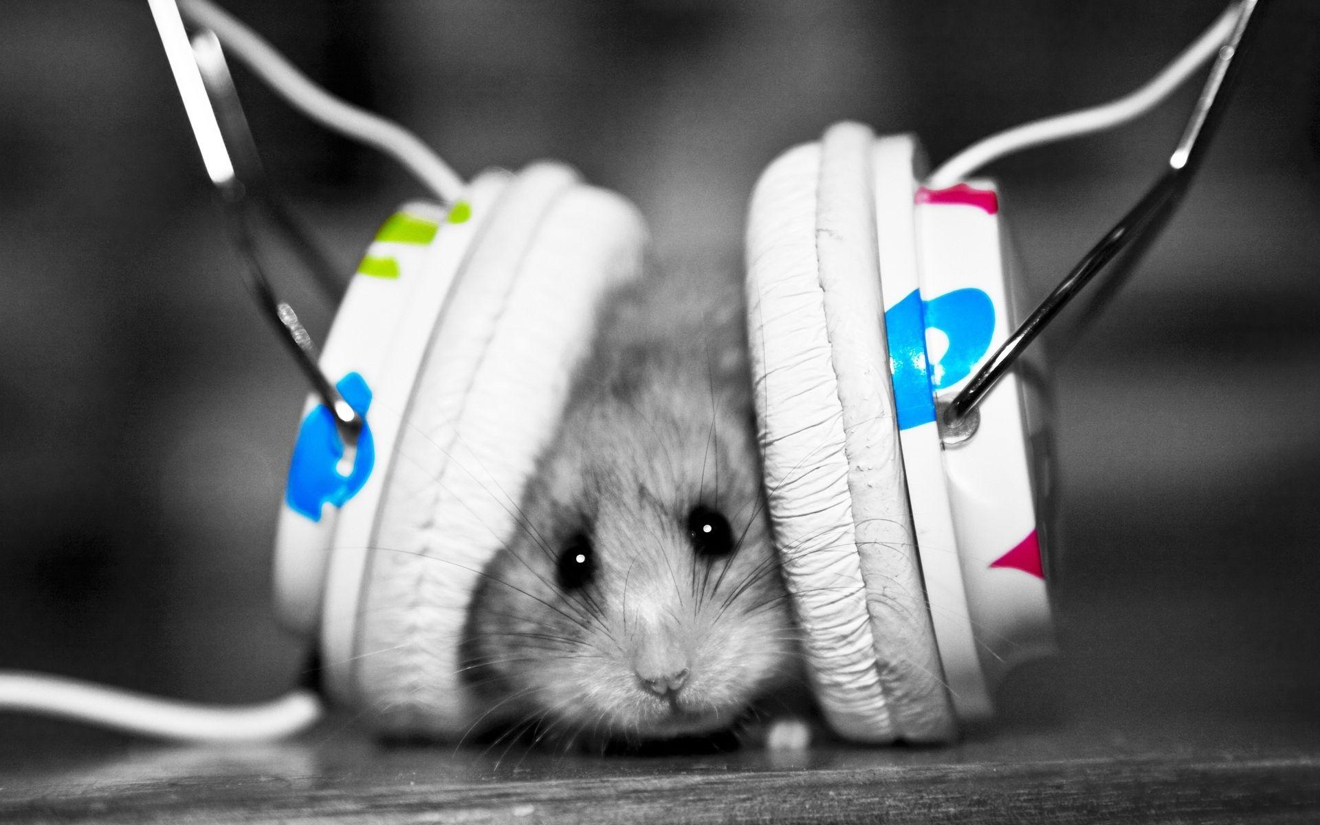 Hamster Listening To Music Headphones Desktop Wallpaper
