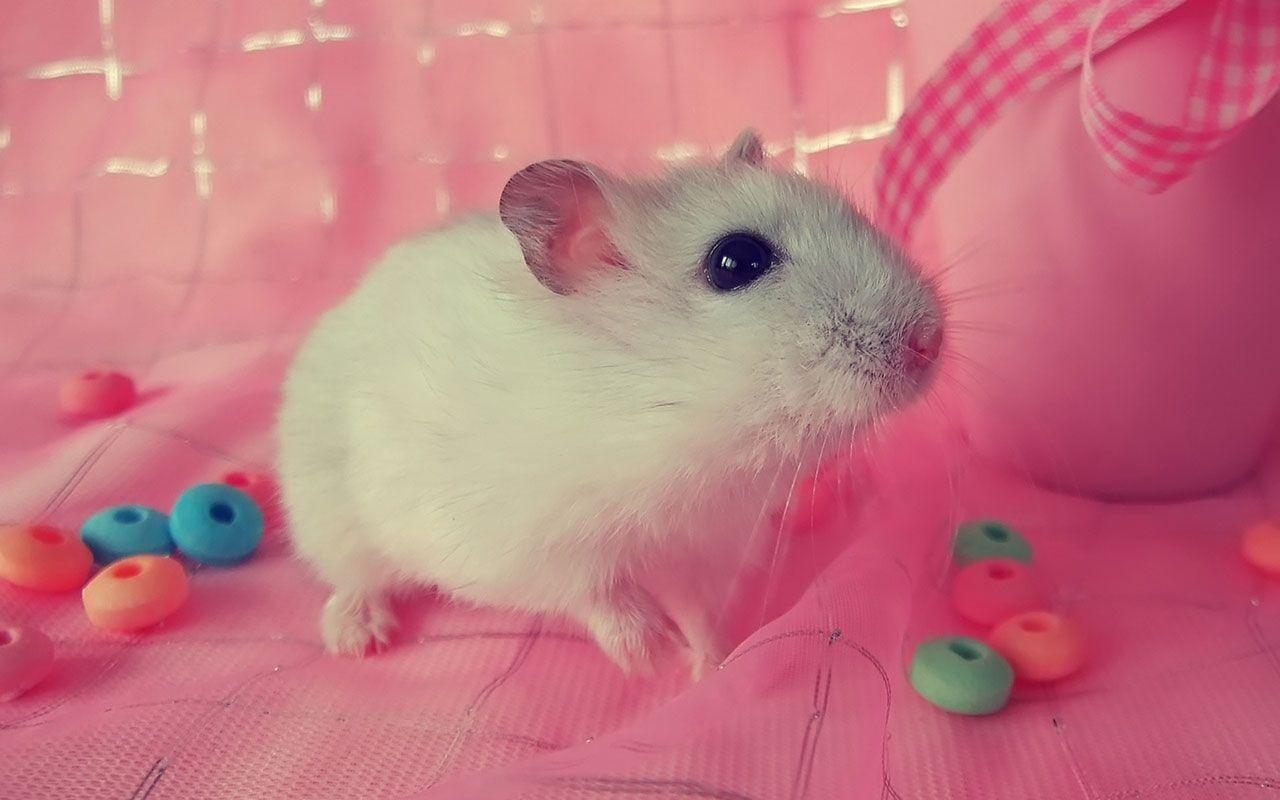 Pet hamster HD photography wallpaper 6 － Animal Wallpaper