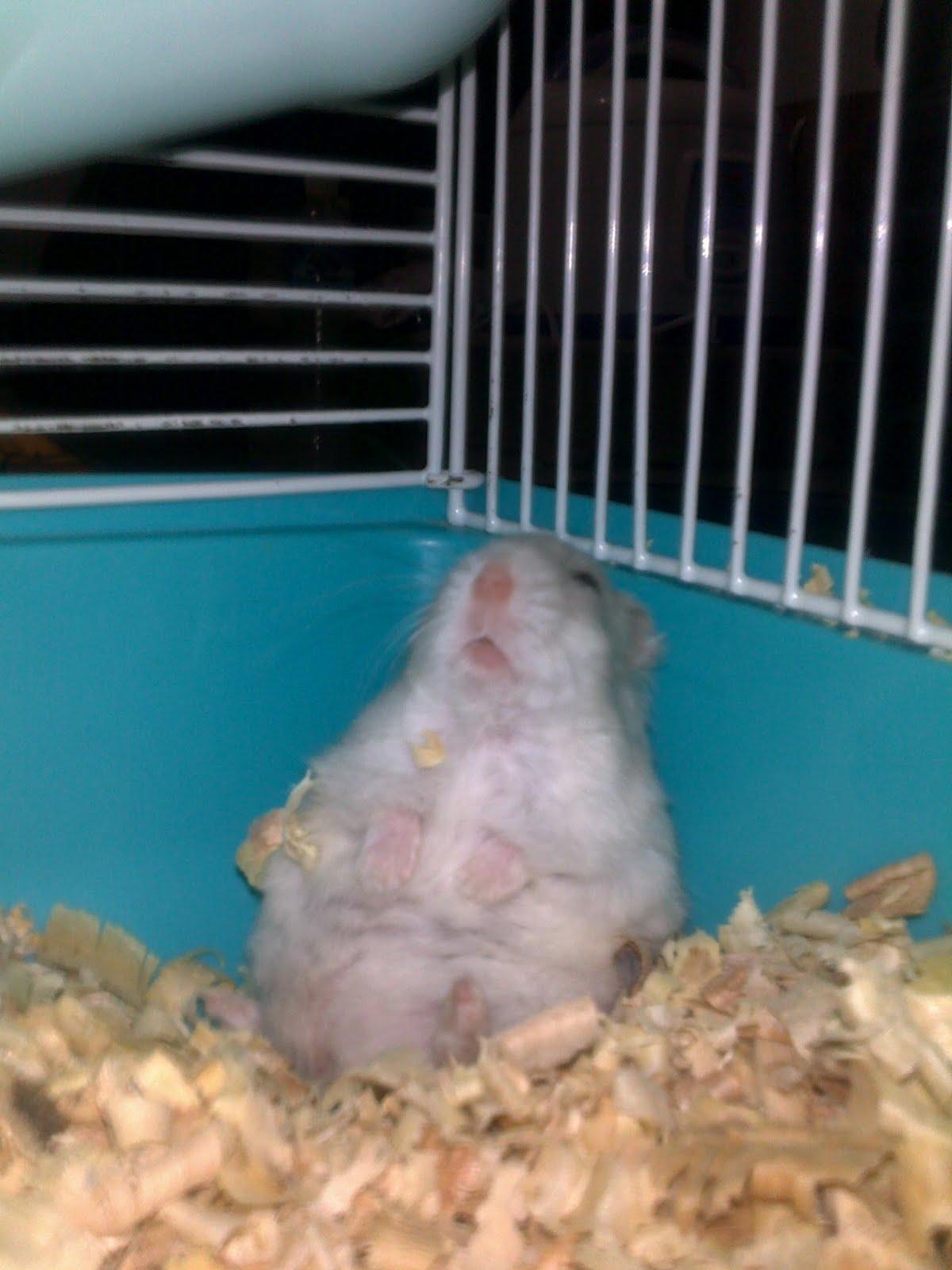 Sleeping Hamster Moment Wallpaper