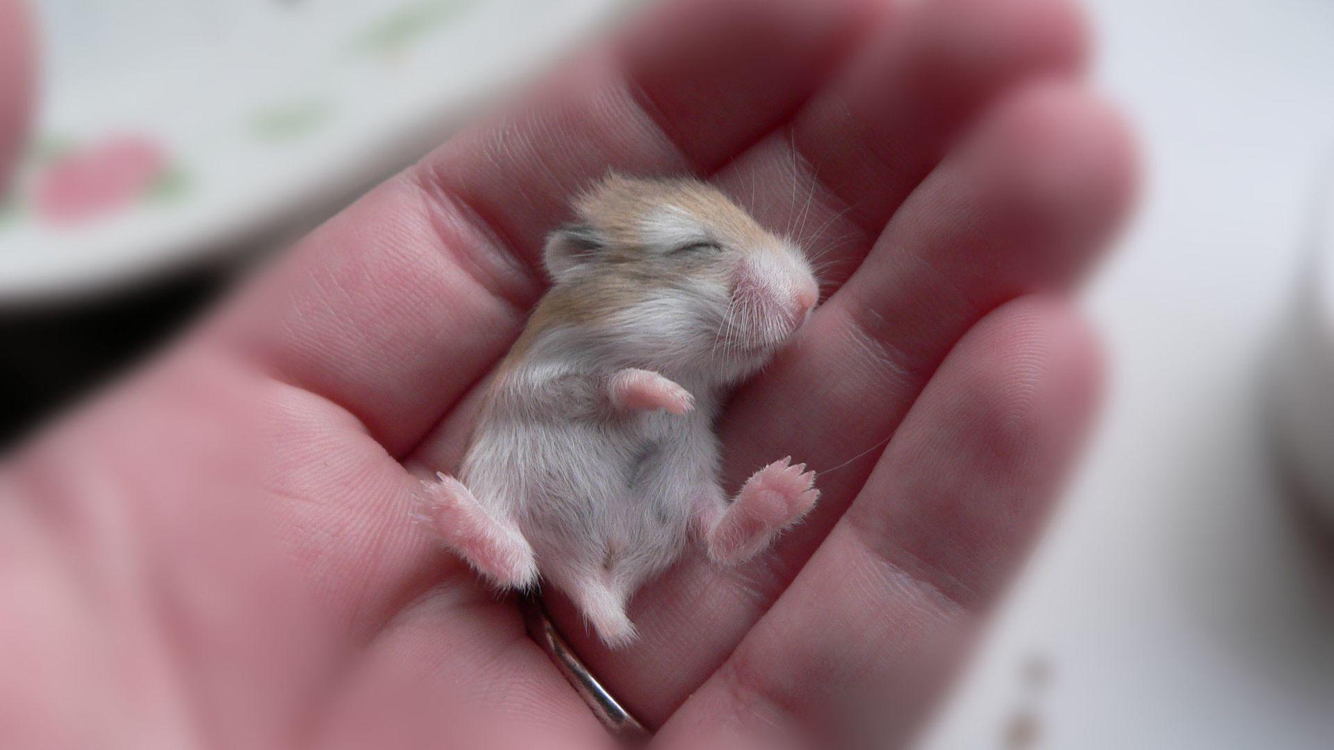 Baby Hamster HD Desktop Background