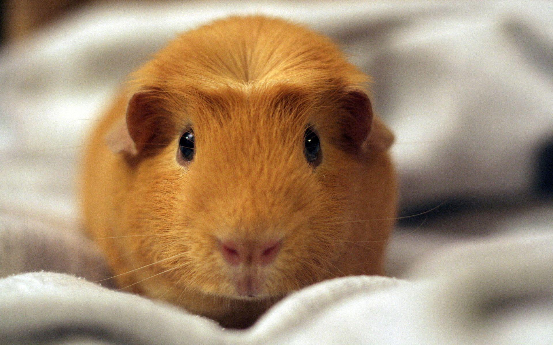 Hamster Wallpaper Wallpaper 1440×900 Cute Hamster Wallpaper 44