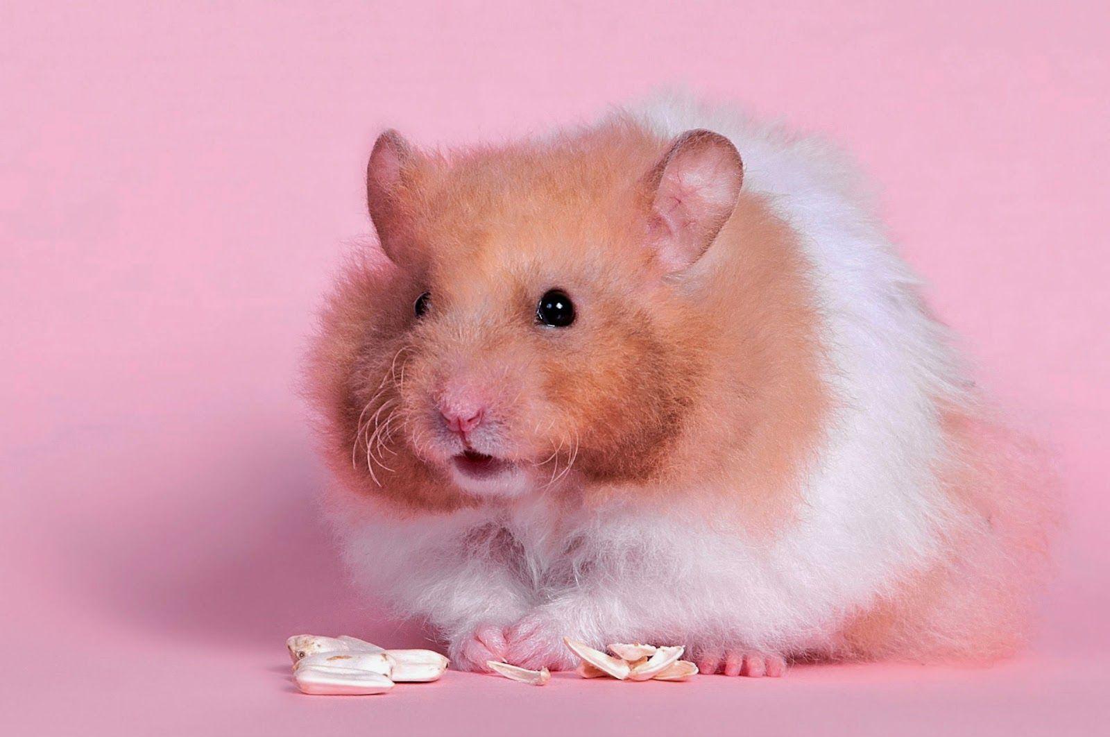 Hamster Wallpaper HD wallpaper collection 2014