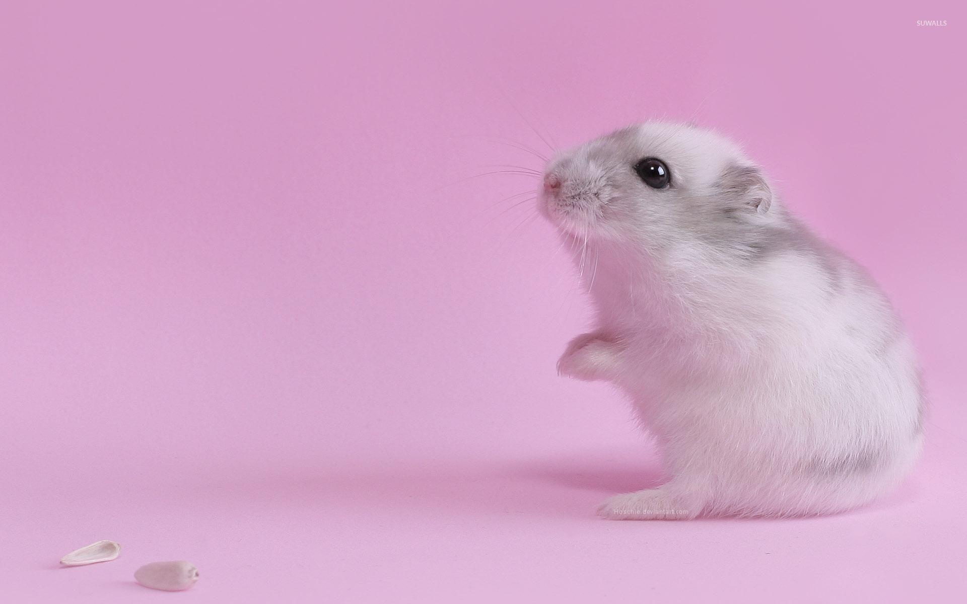 Cute Hamster Background Wallpaper 19999