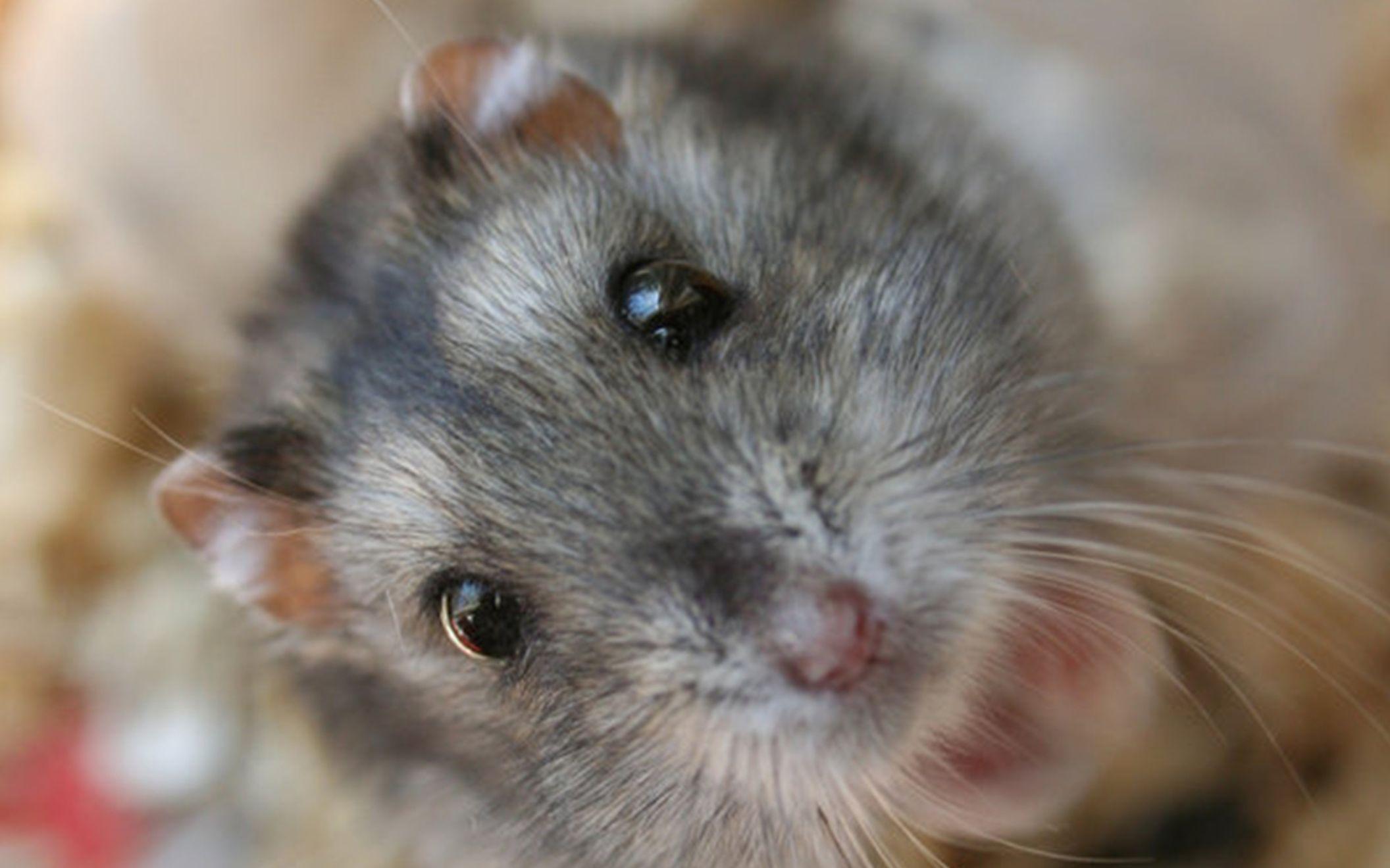 Dwarf Hamster Wallpaper: Desktop HD Wallpaper Free Image