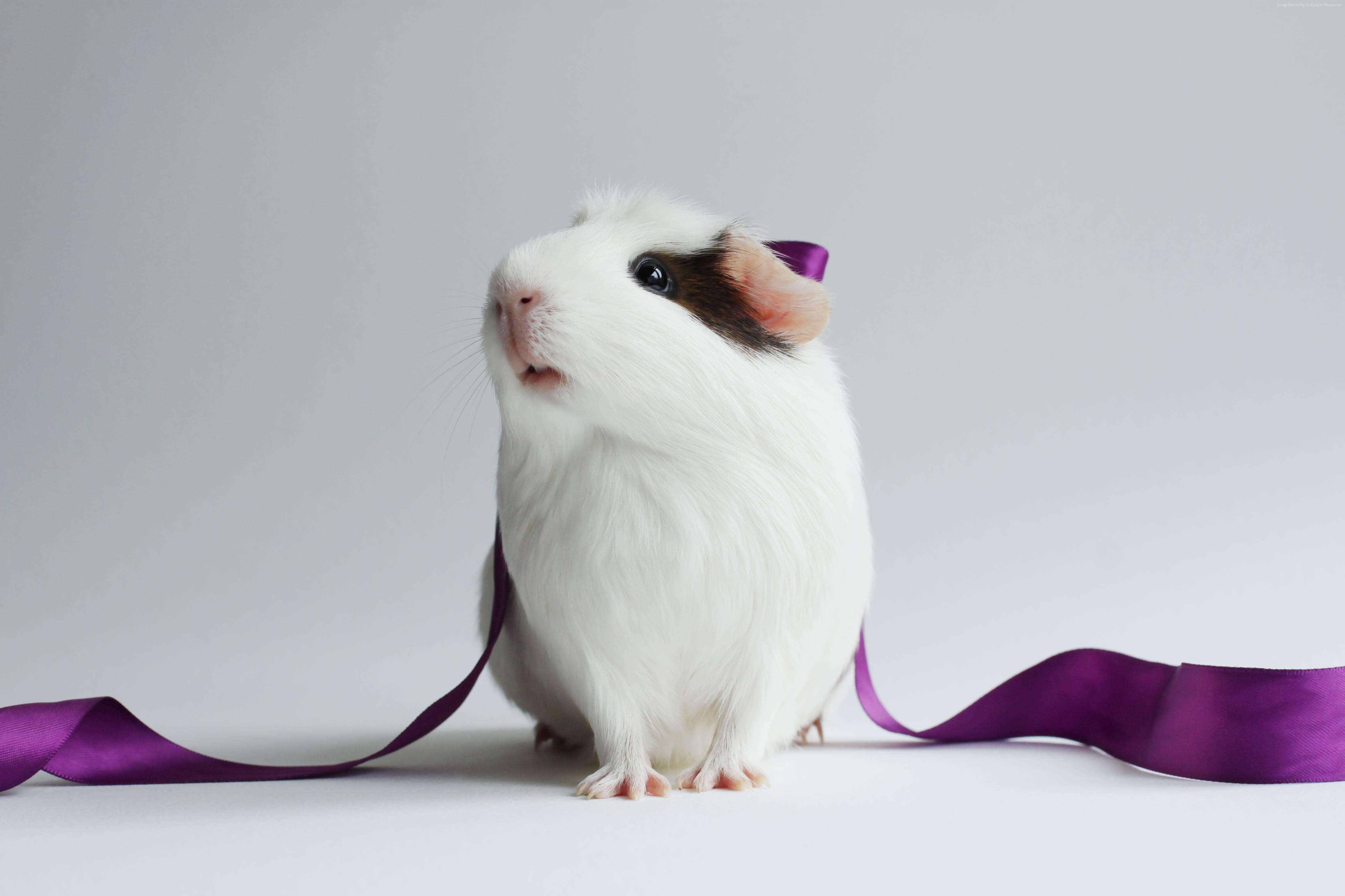 Wallpaper Hamster, Cute Hamster, White, Close Up, Purple, Ribbon