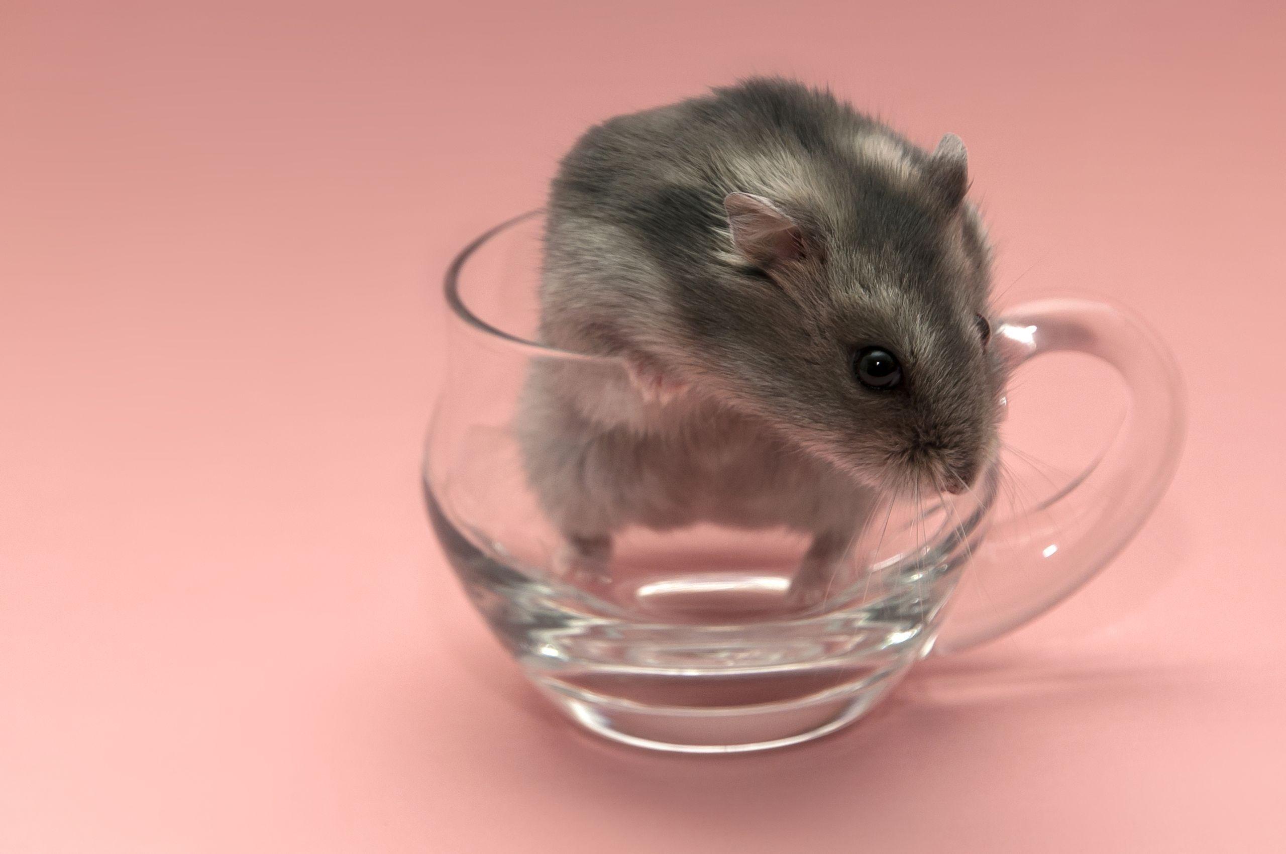 Hamster Wallpaper Image Glass Wallpaper