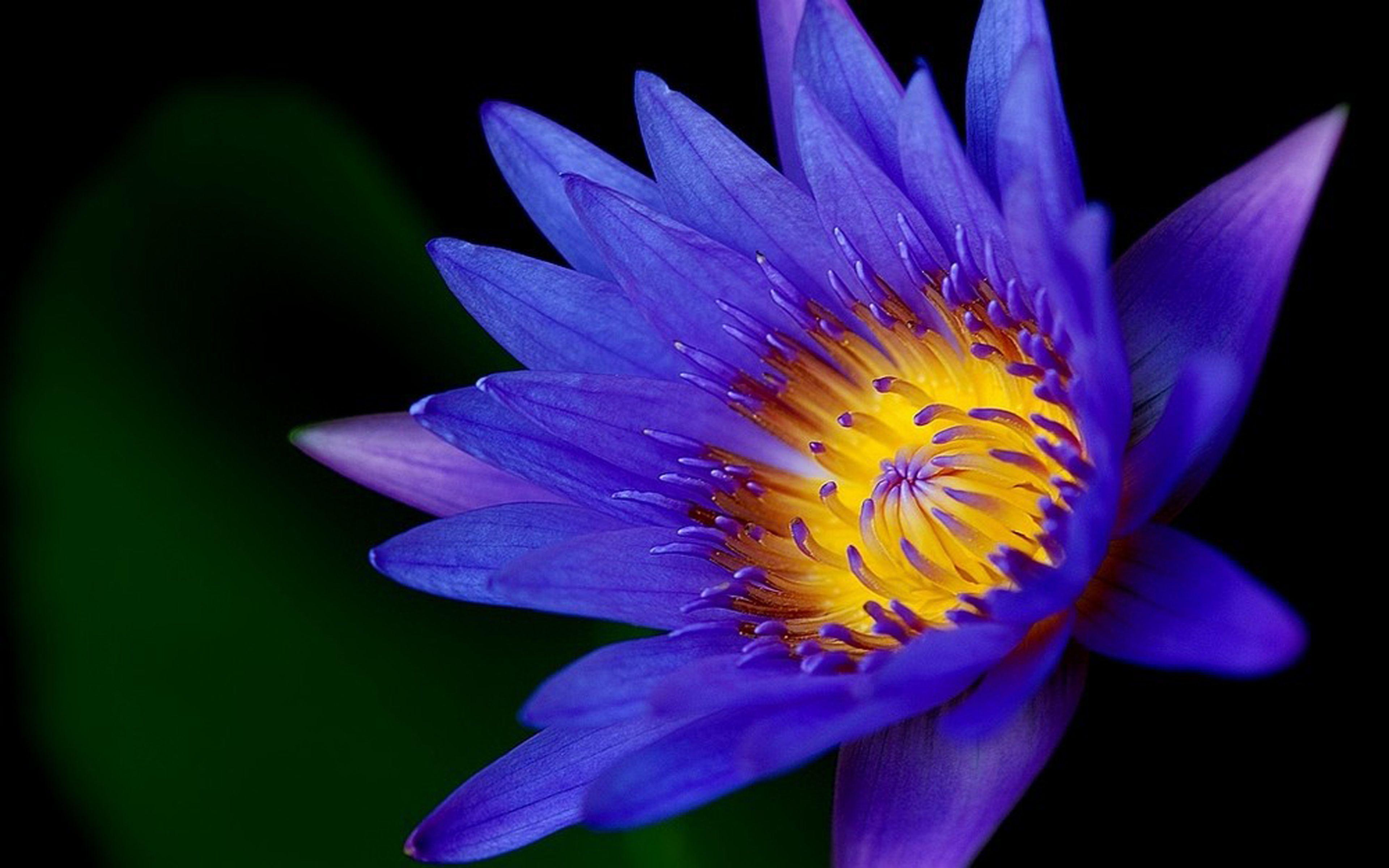 Lotus Flower Dark Blue Color HD Wallpaper For Mobile Phones